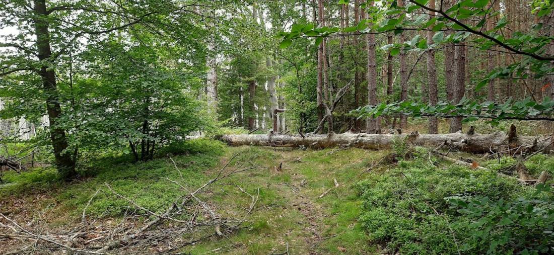 Naturcampingplatz Am Roofensee e.V.