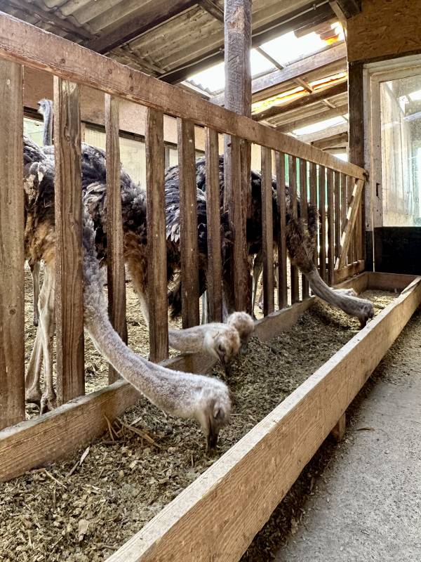 Camping Straußenfarm — Photo 3