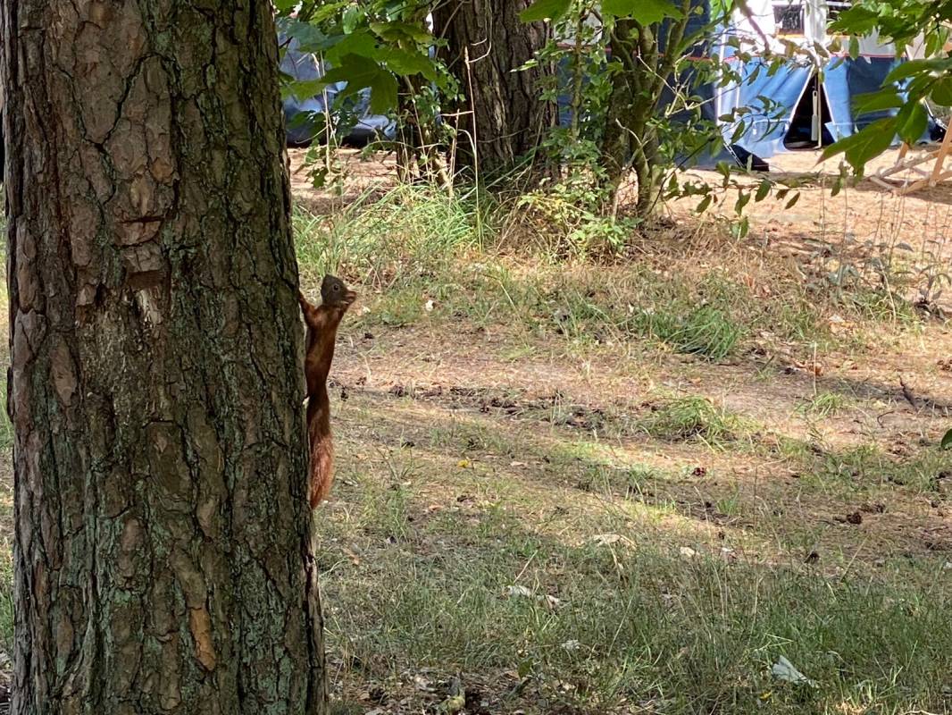 Wurlsee Camping Lychen — Photo 5