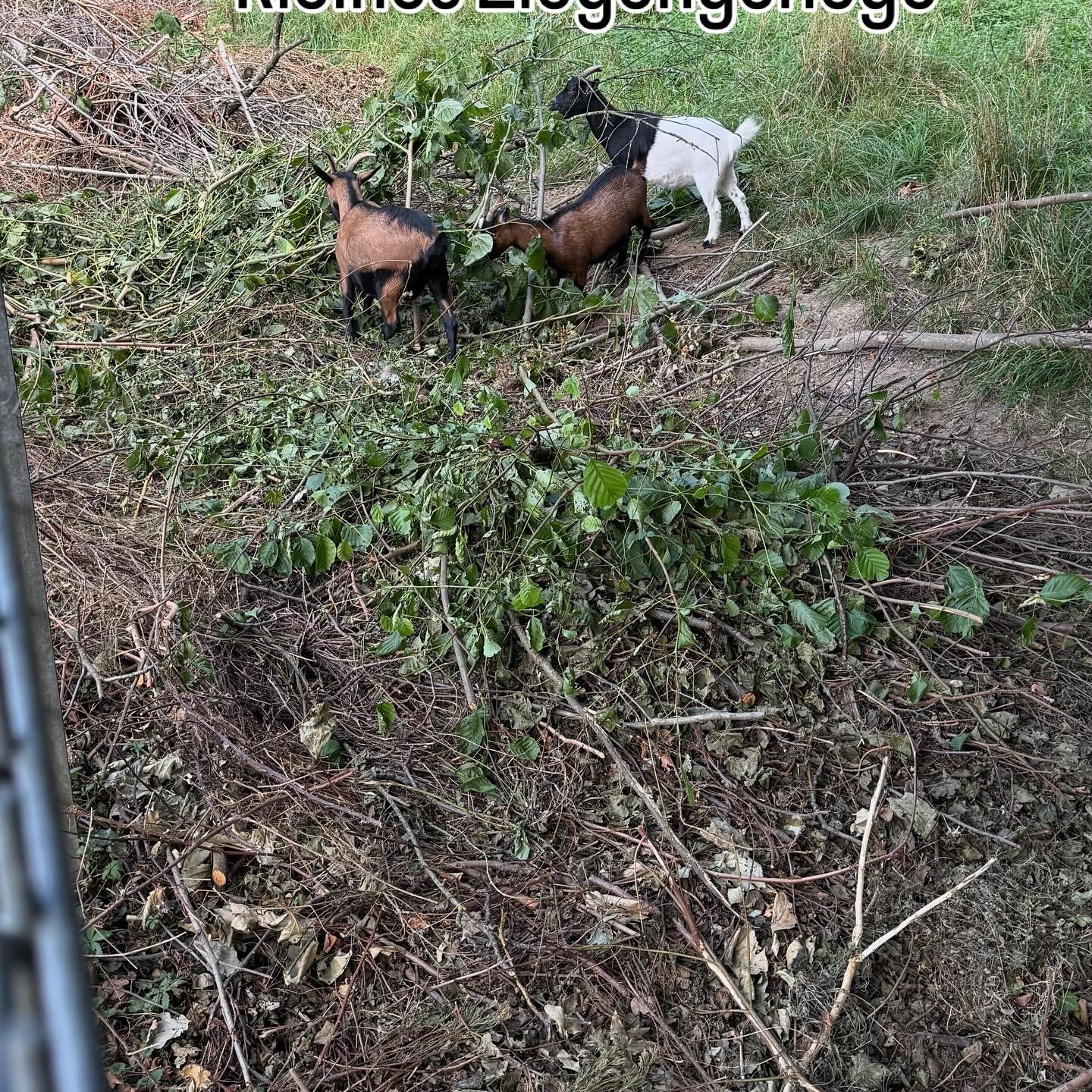 Breisgau-Camping Strandbad Silbersee