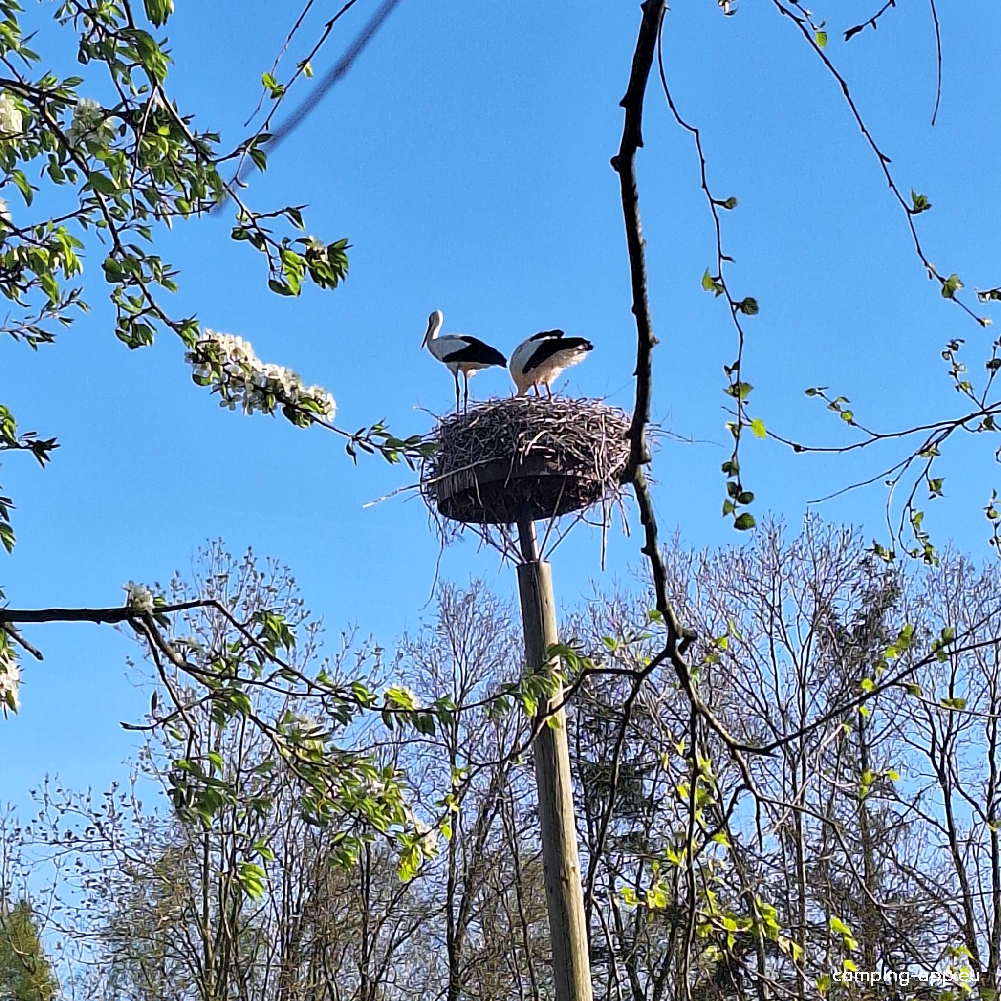 Camping Luna — Photo 4