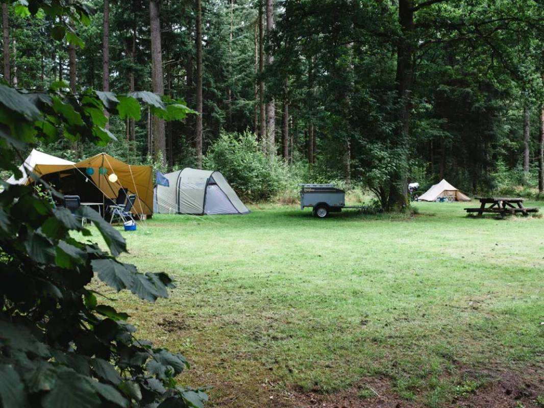Natuurkampeerterrein De Dennen — Campsite in Schoonloo