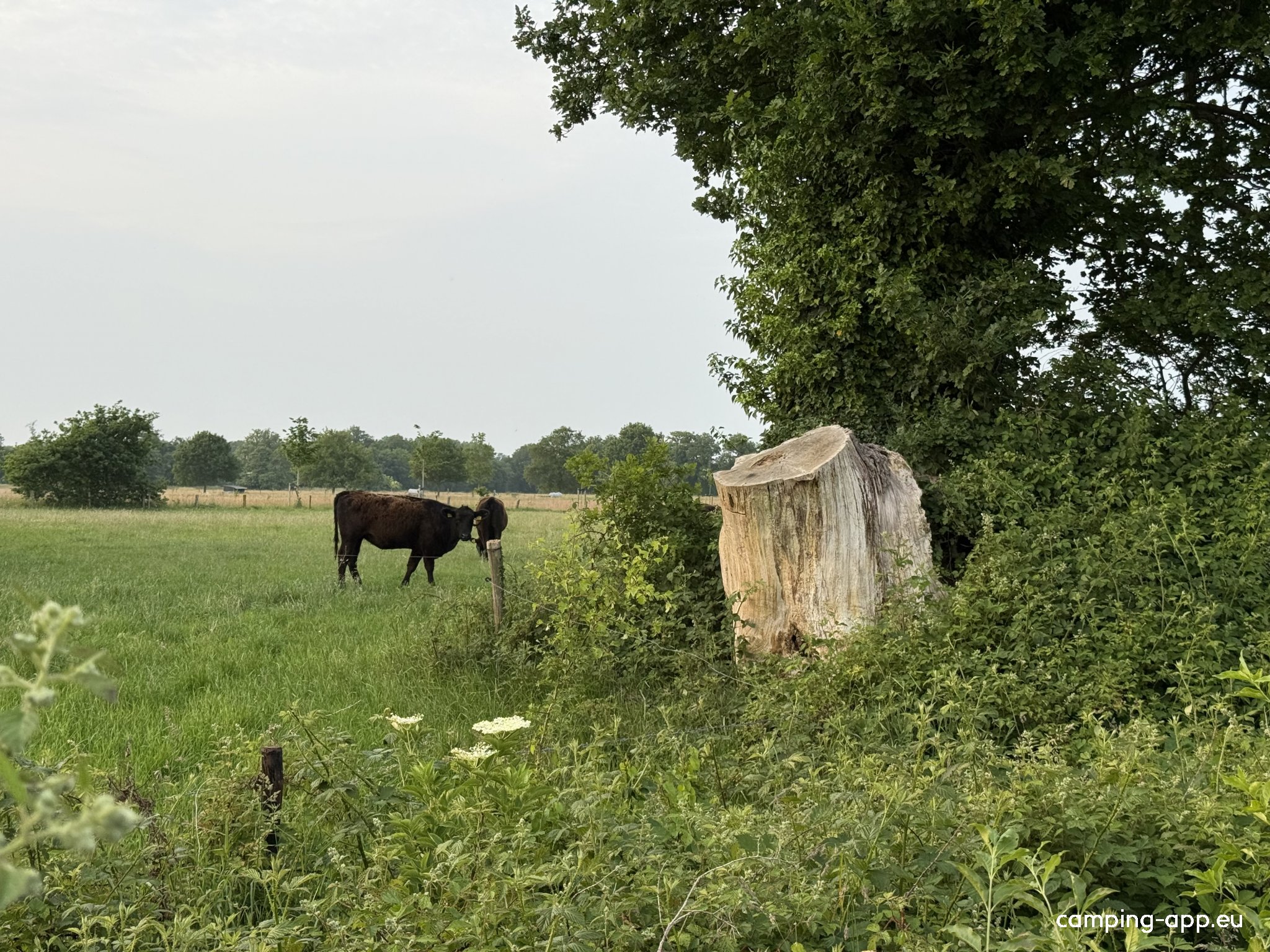 Camping De Holbargen — Photo 3