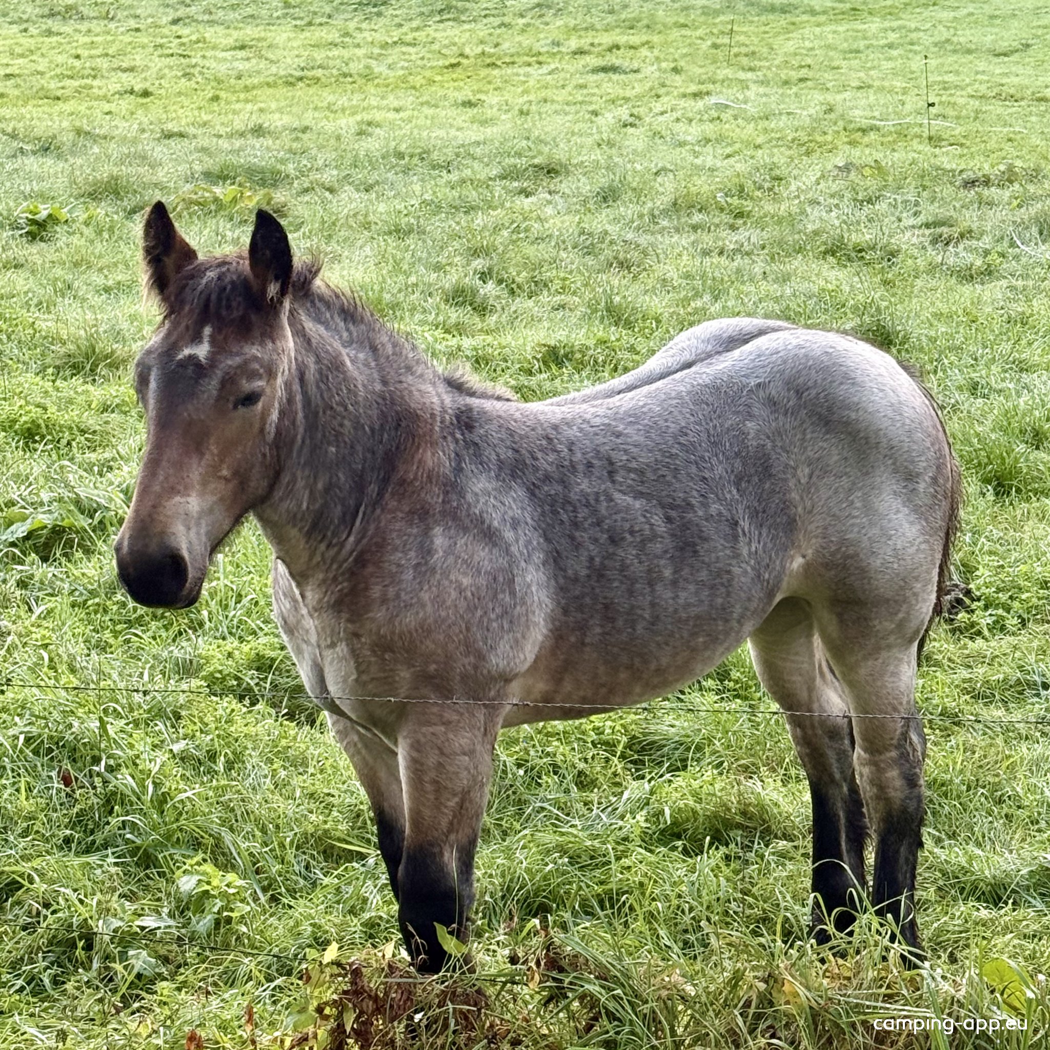 Camping de Kraai — Photo 3