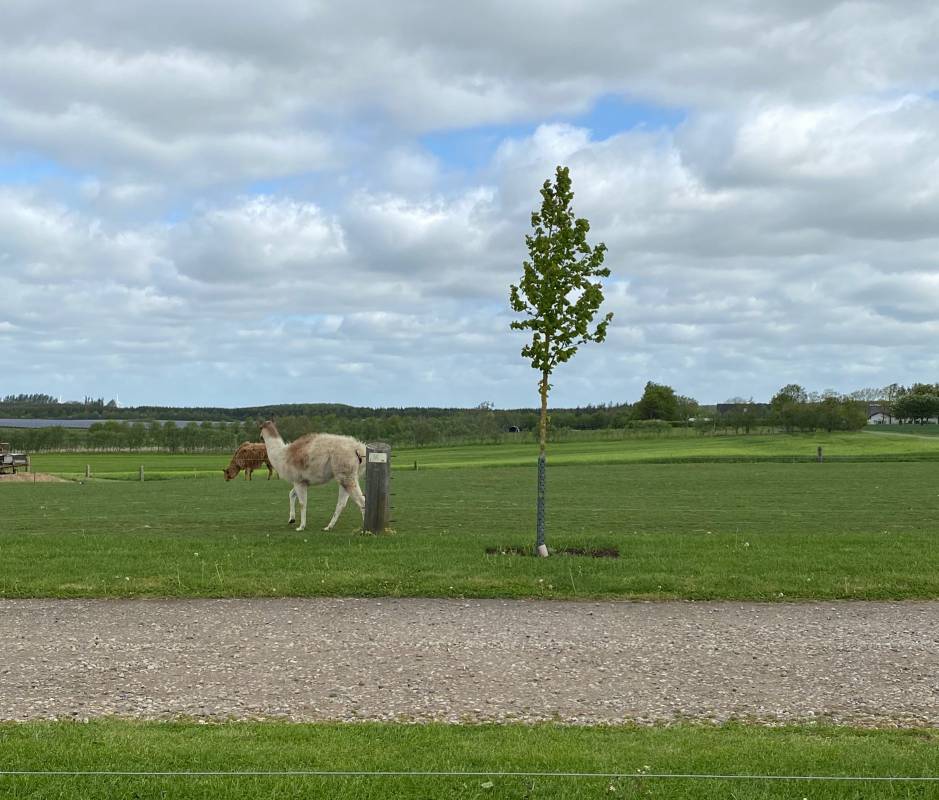 Stenrøjlervej Camping — Photo 2