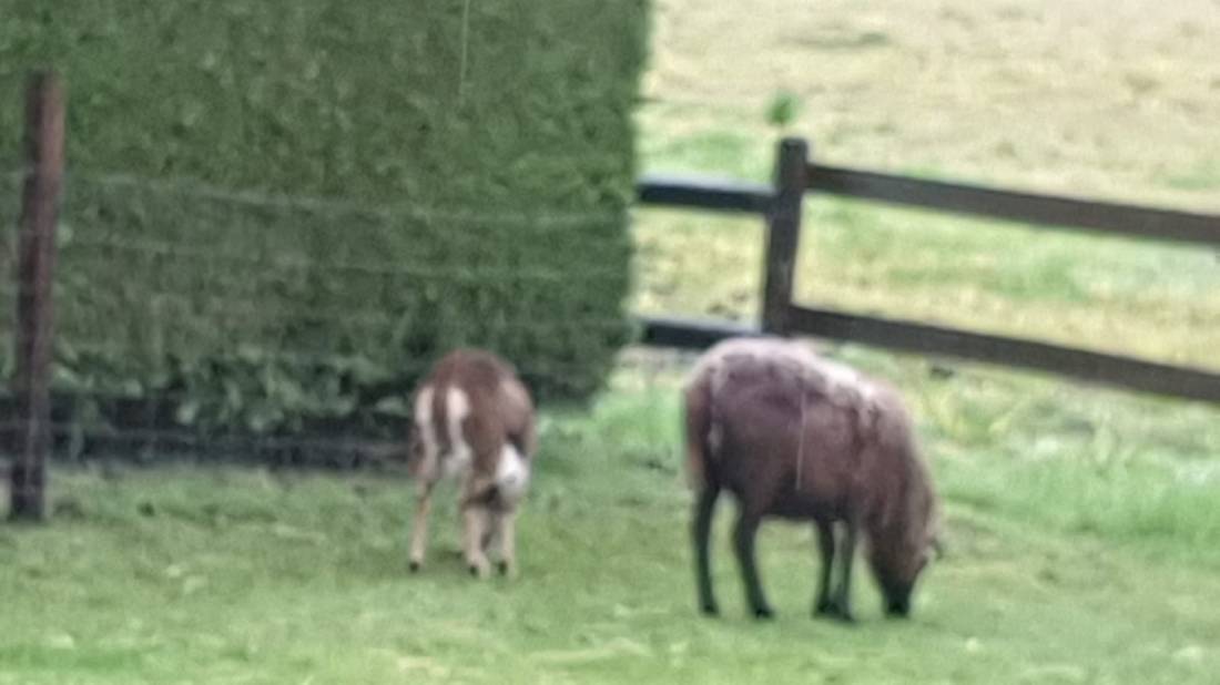 Wohnmobilstellplatz in Südlohn-Oeding auf dem Hof Wameling — Photo 6