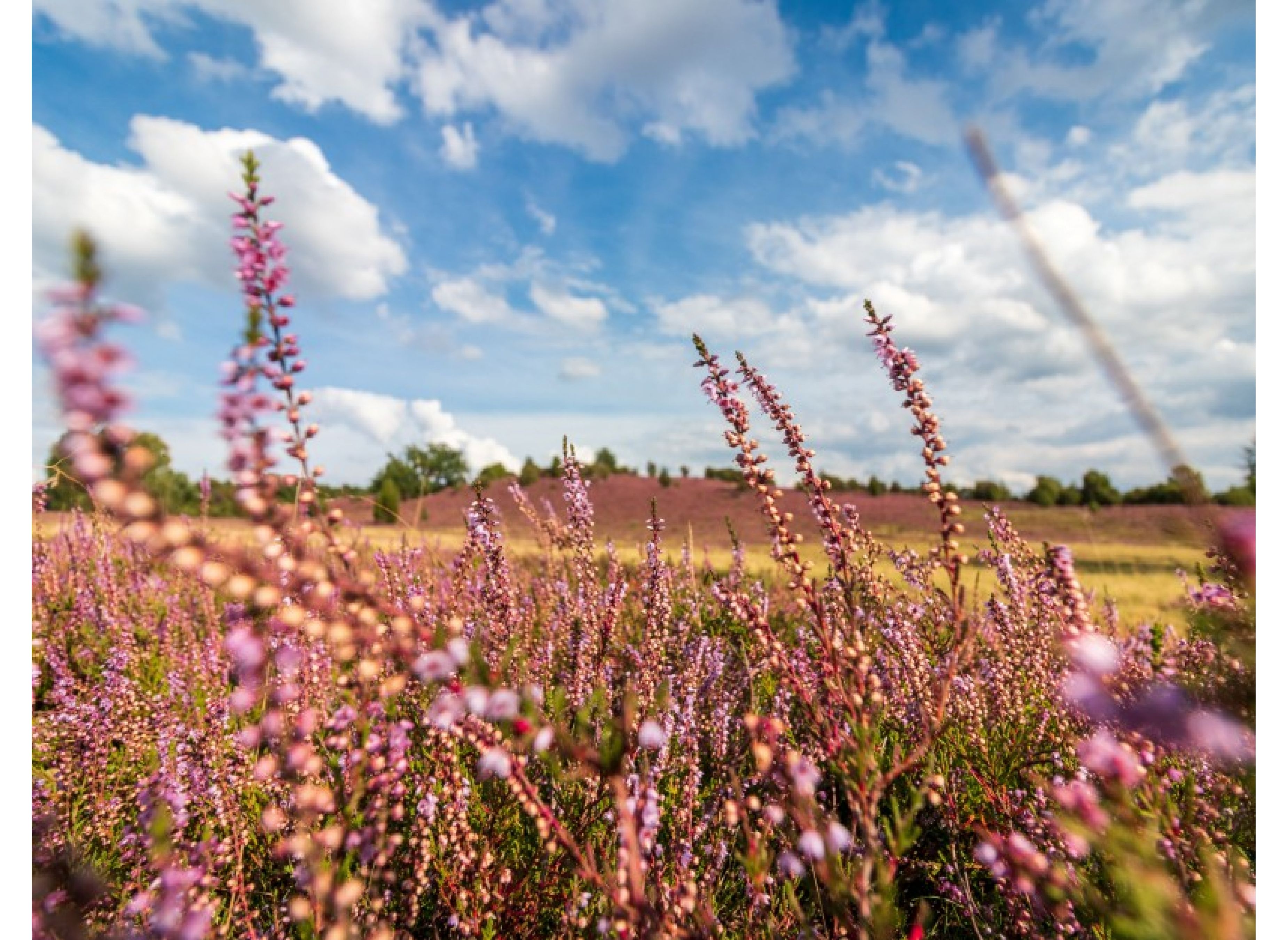 De Kleine Wolf — Photo 5