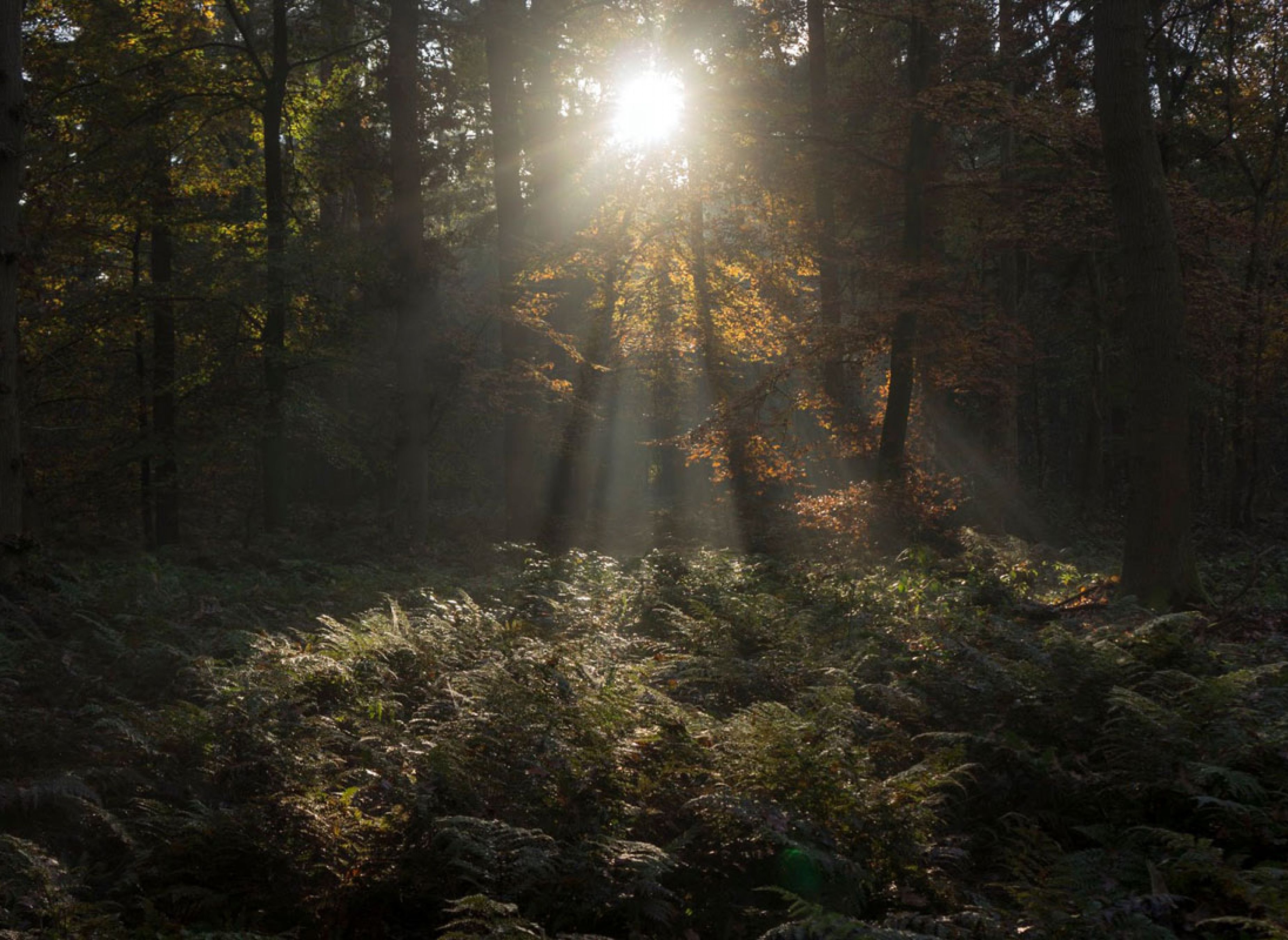 Camping De Groene Valk