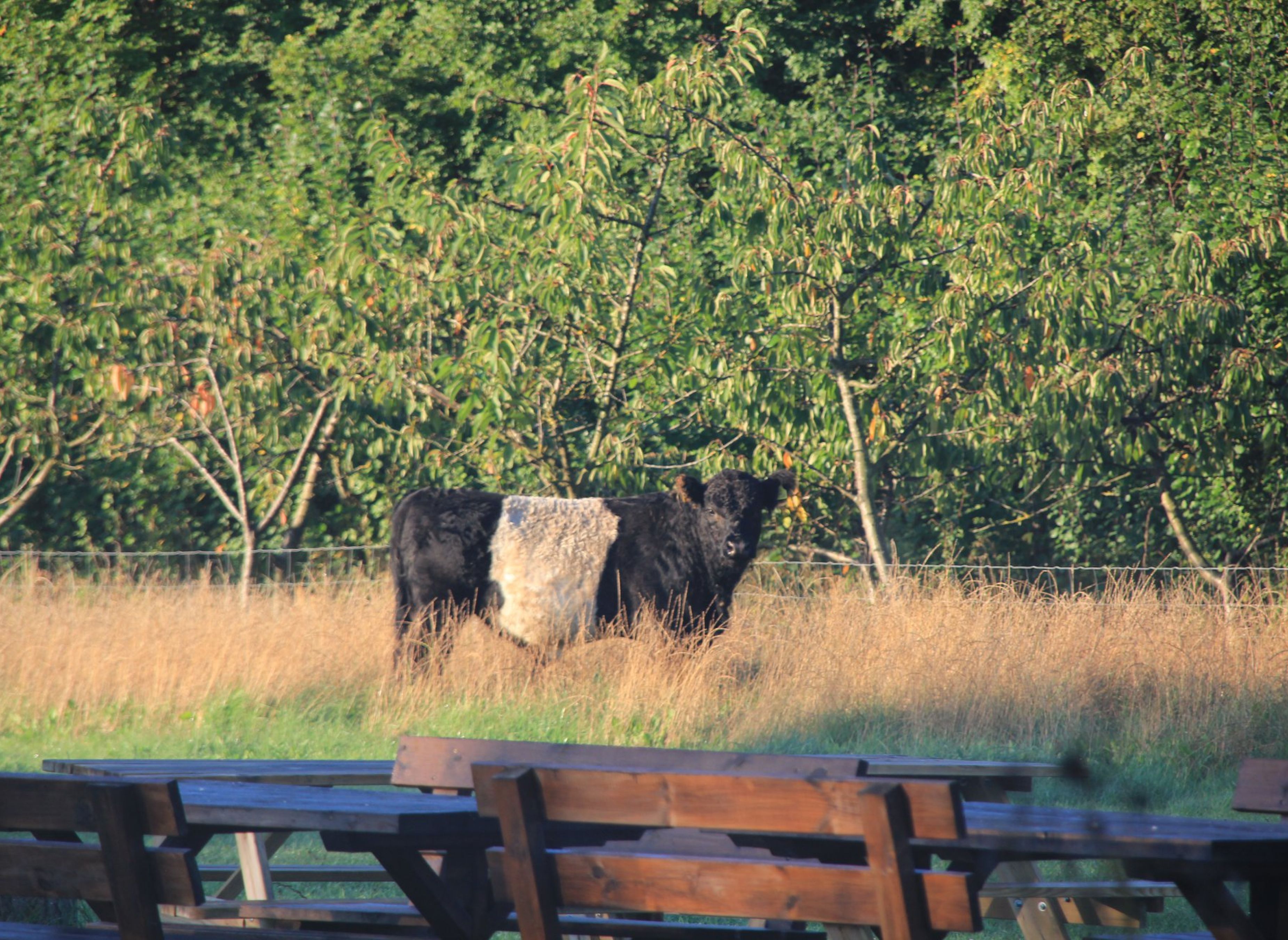 Natur Camp Kildevej — Photo 5