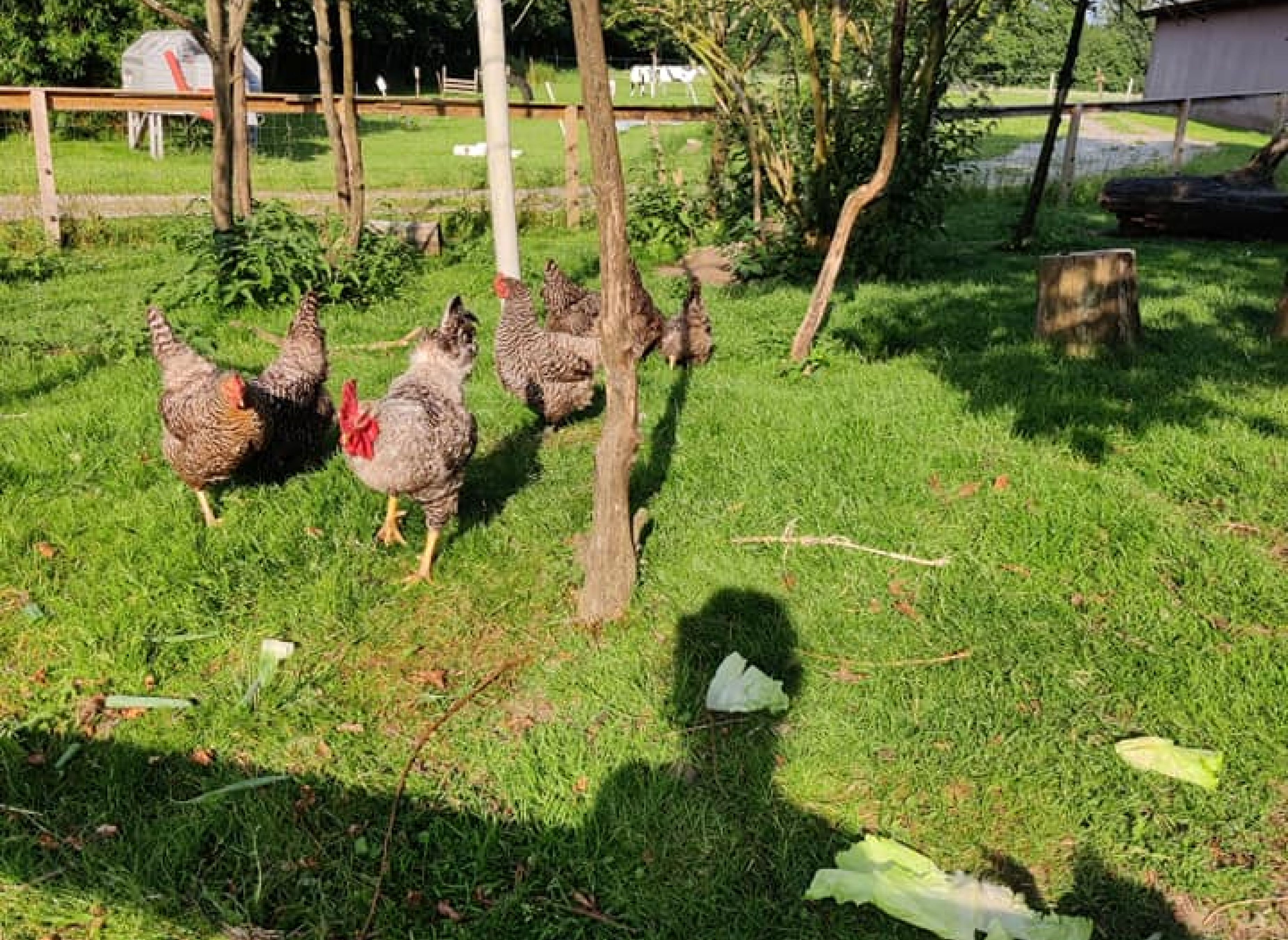 Bindesbølgård - ferielejligheder og bondegårdsferie — Photo 4