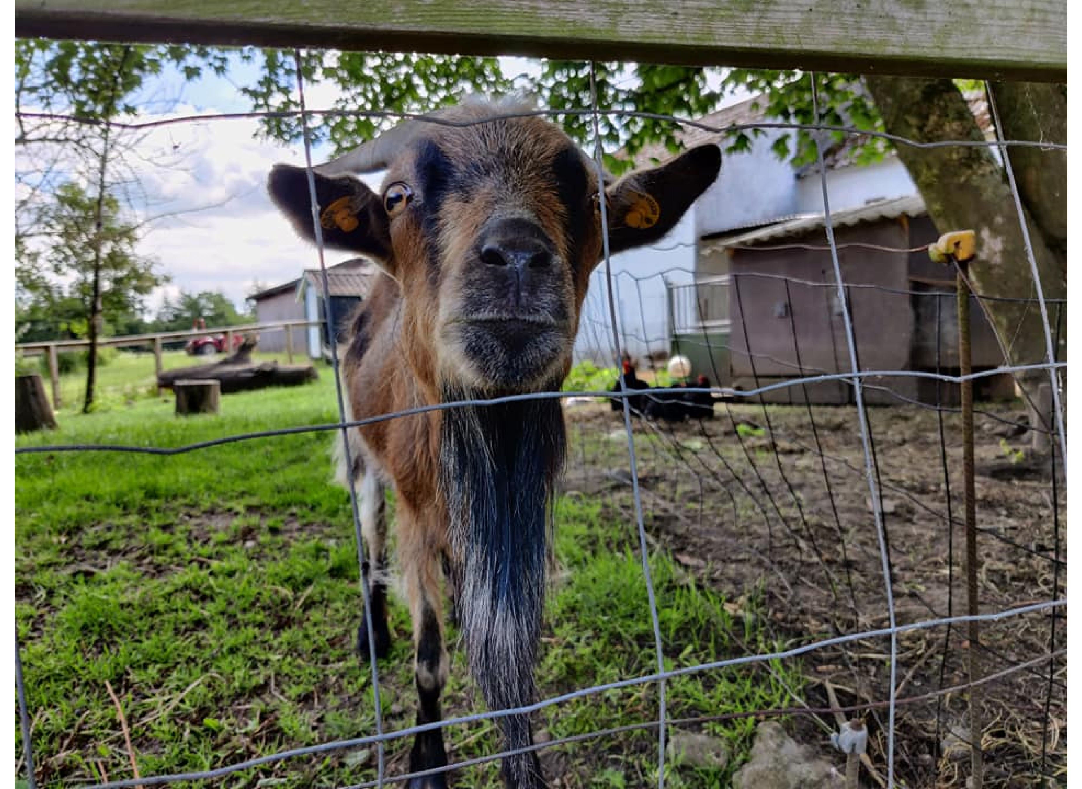 Bindesbølgård - ferielejligheder og bondegårdsferie — Photo 6