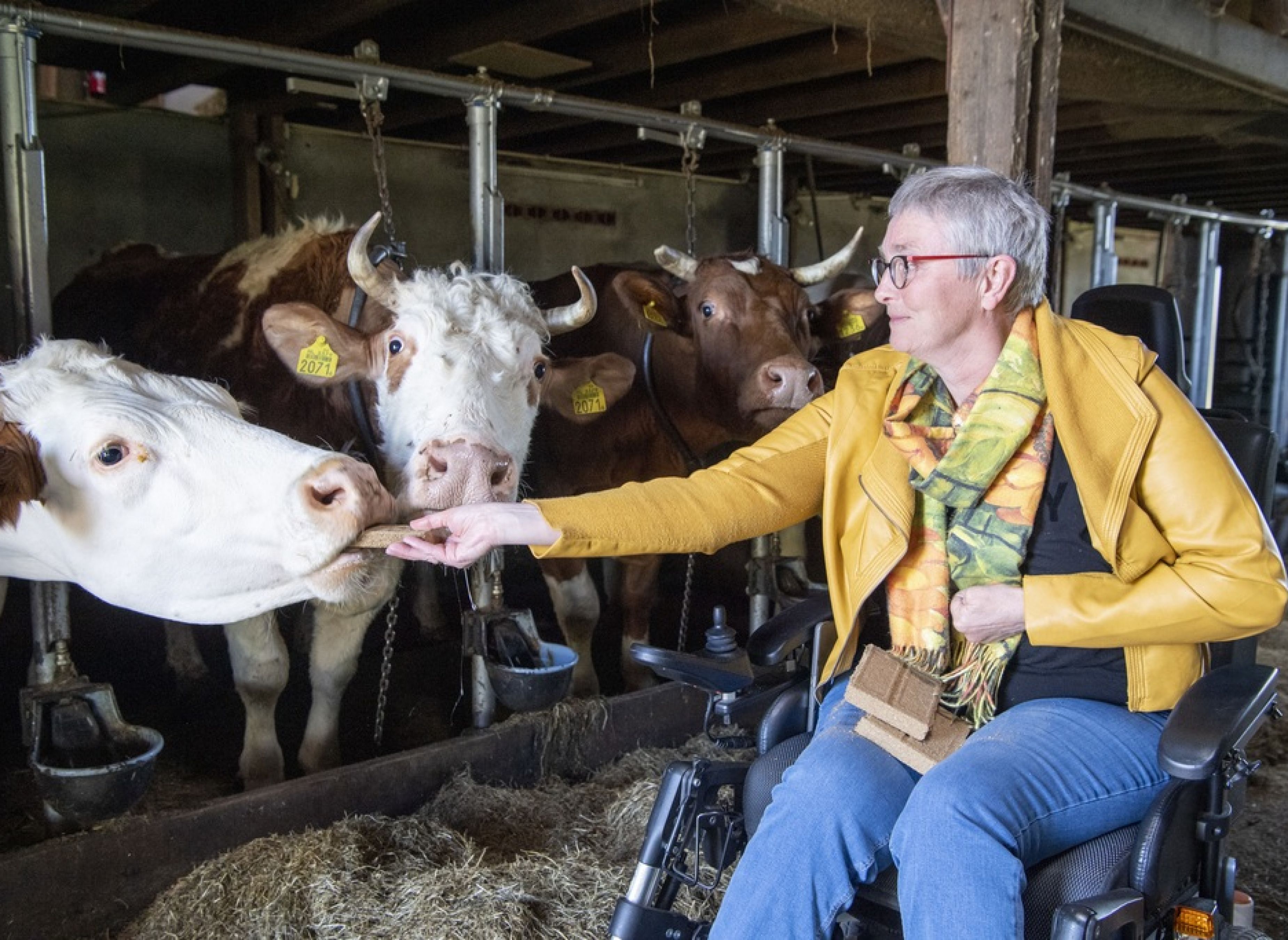 Boerderijcamping Varsenerveld — Photo 5