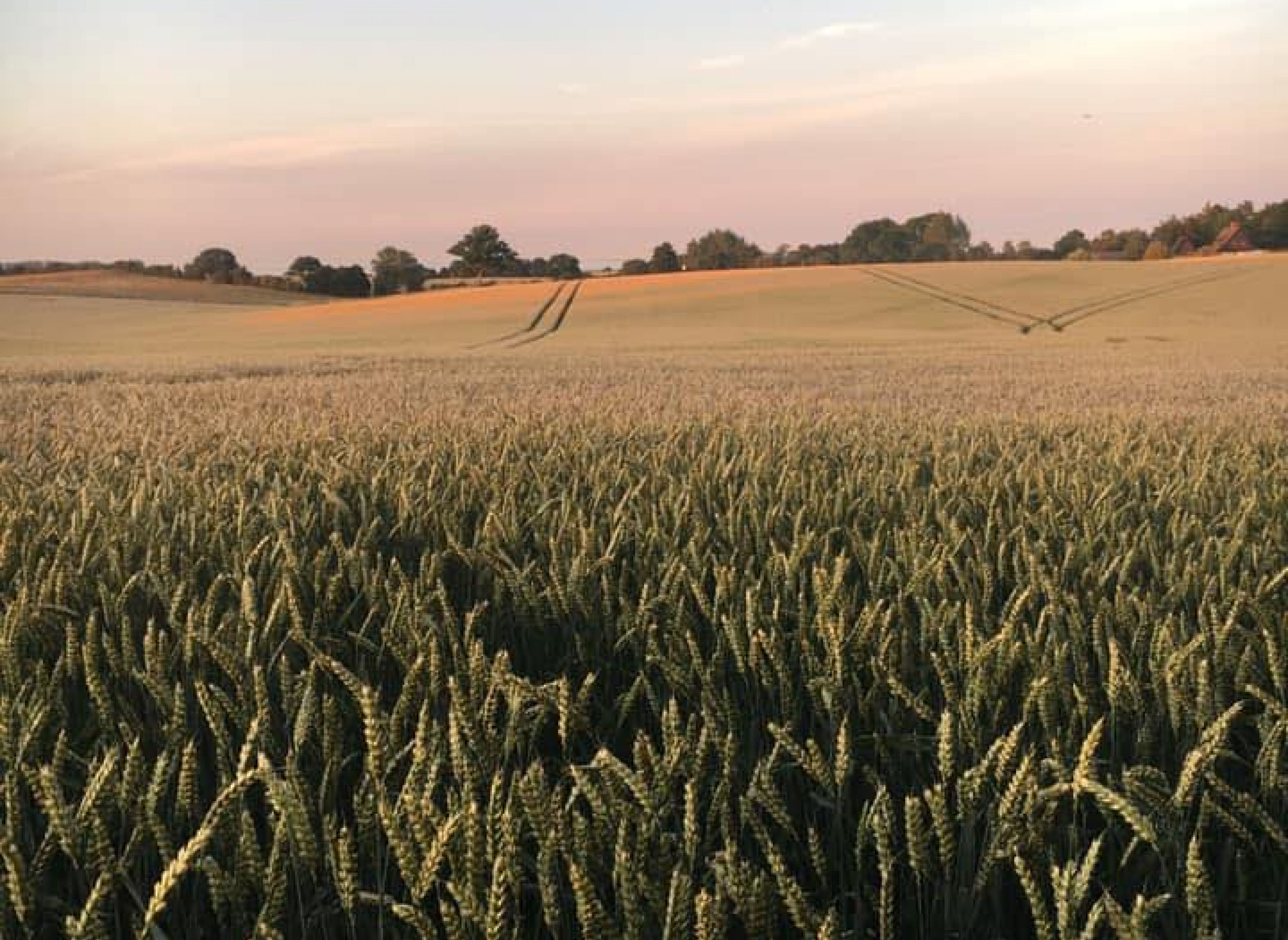 Lilbygaard - Bondegårdscamping — Photo 3