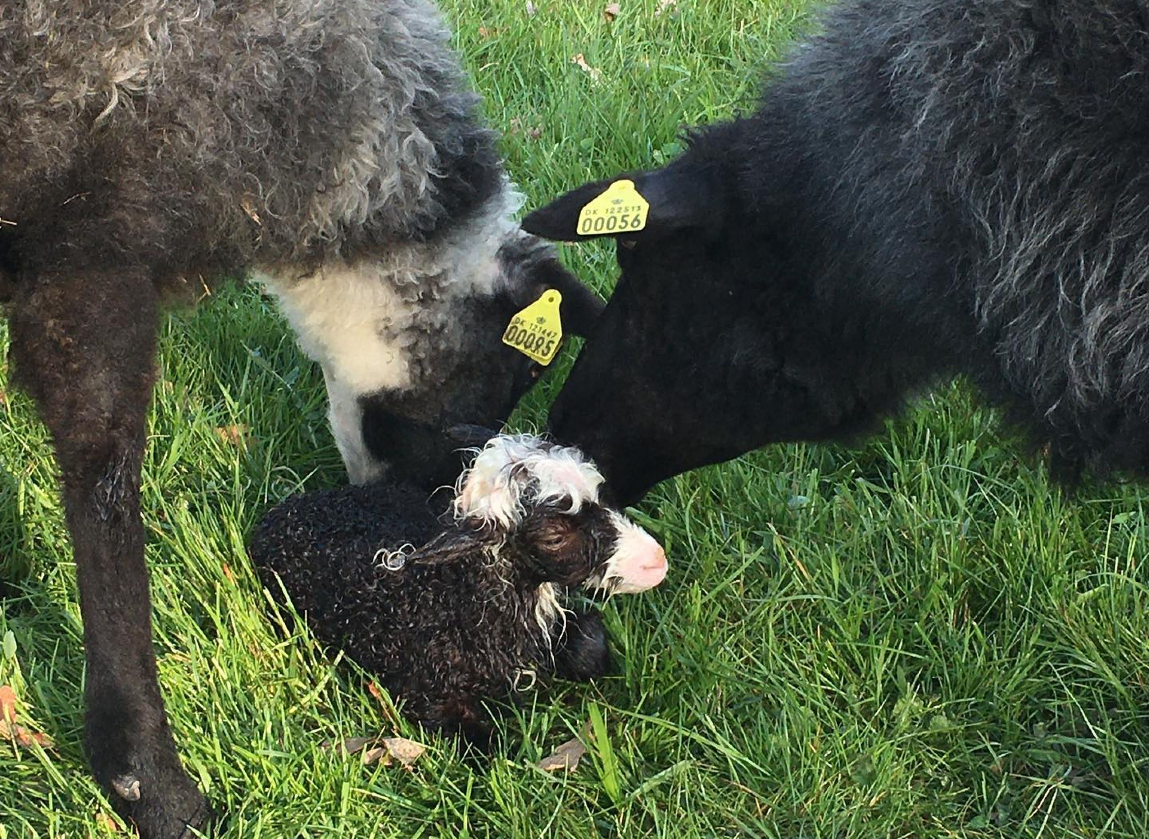 Lilbygaard - Bondegårdscamping — Photo 6