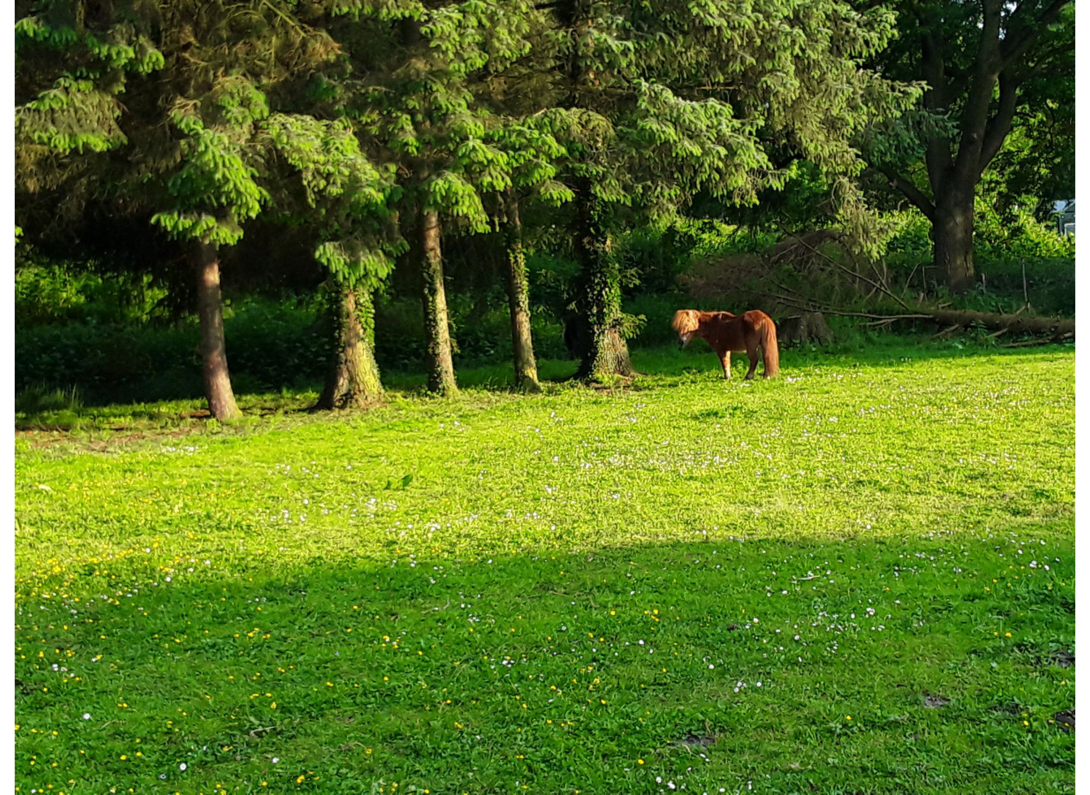 Campingplatz Hof Ignatowitsch mit Ponys und Pferden in Ammerland — Photo 2