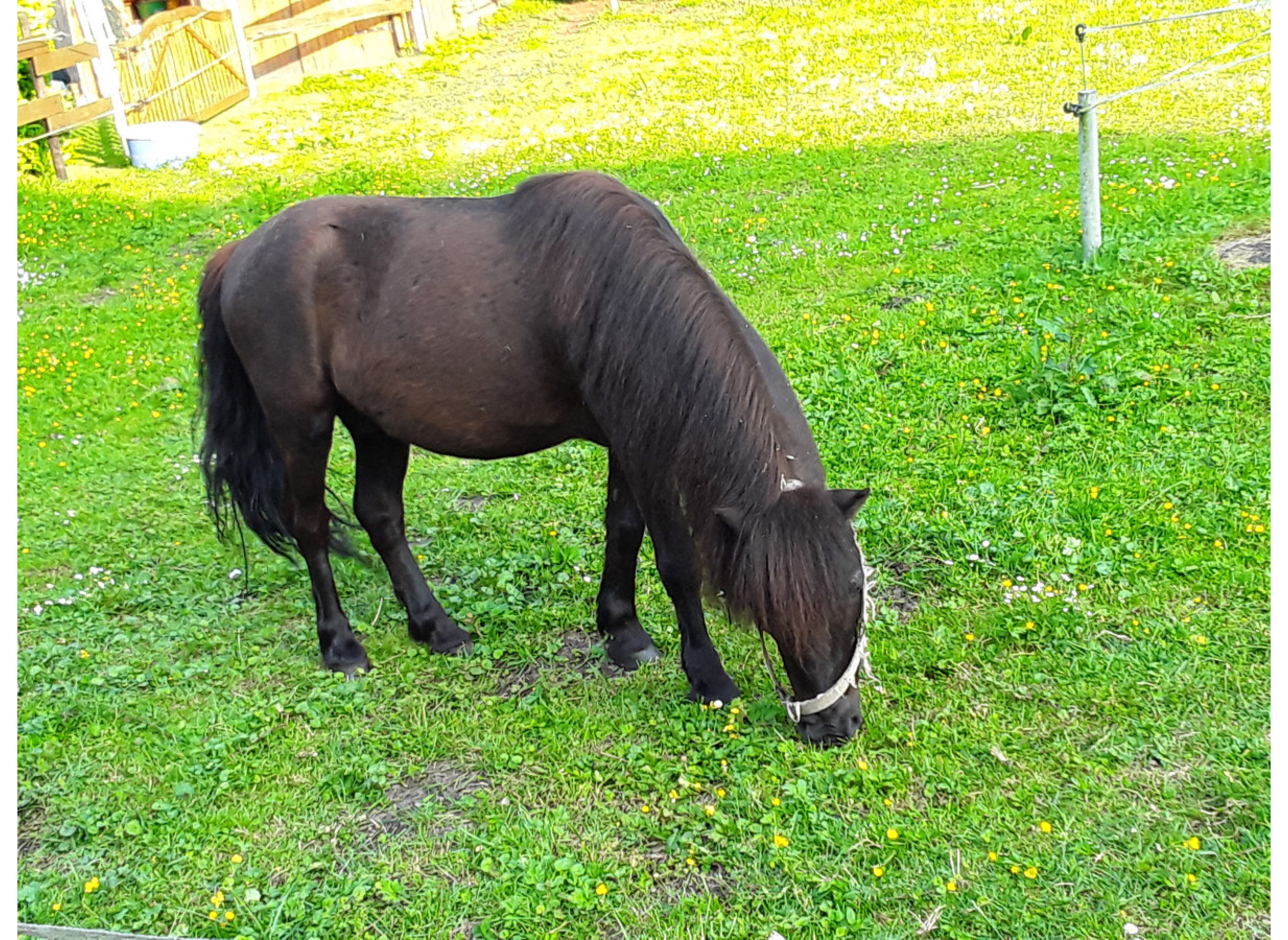 Campingplatz Hof Ignatowitsch mit Ponys und Pferden in Ammerland — Photo 3
