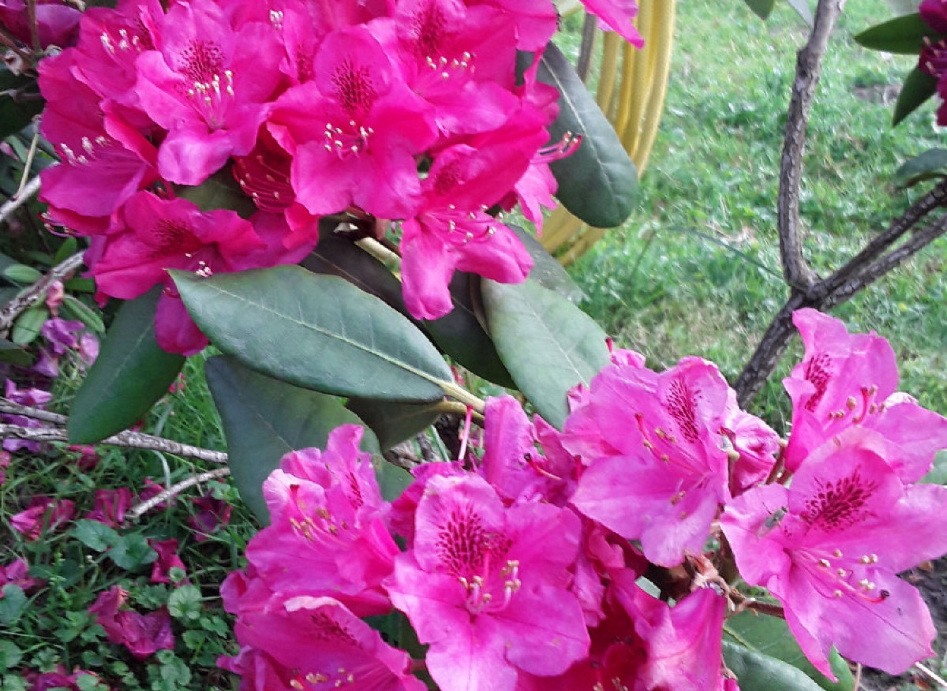 Campingplatz Hof Ignatowitsch mit Ponys und Pferden in Ammerland — Photo 5