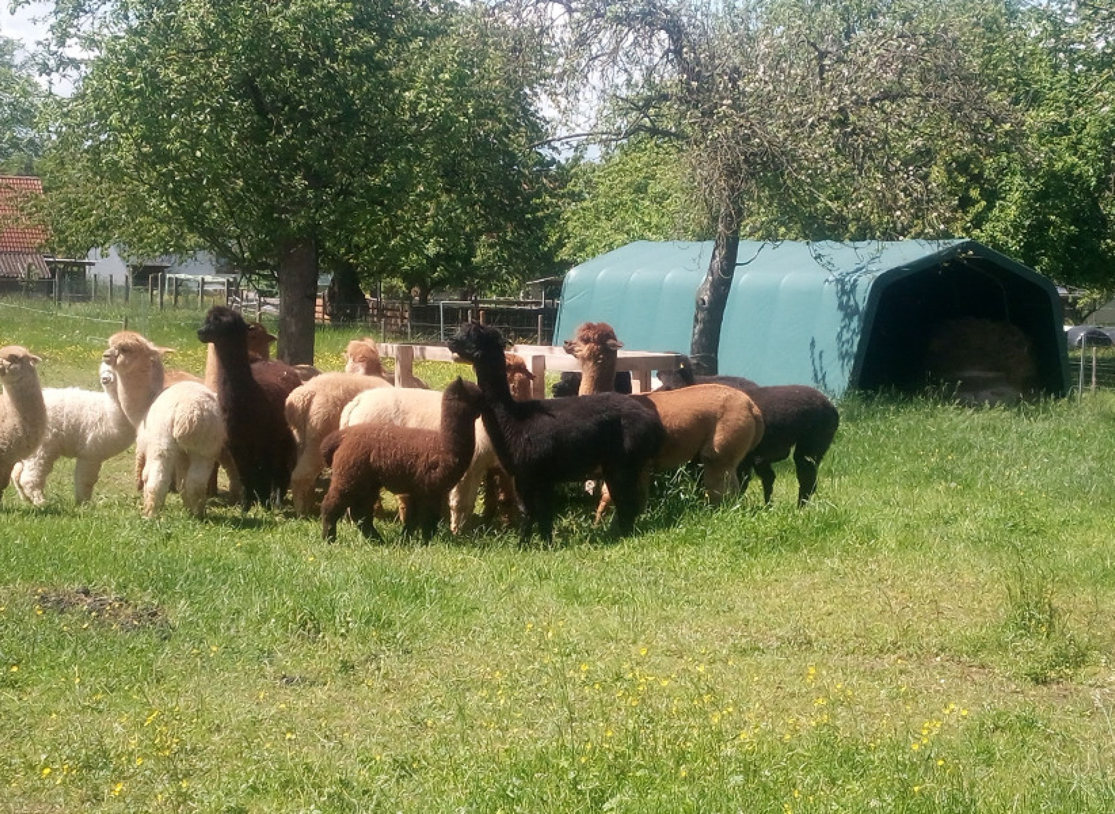 Campen am See — Photo 5