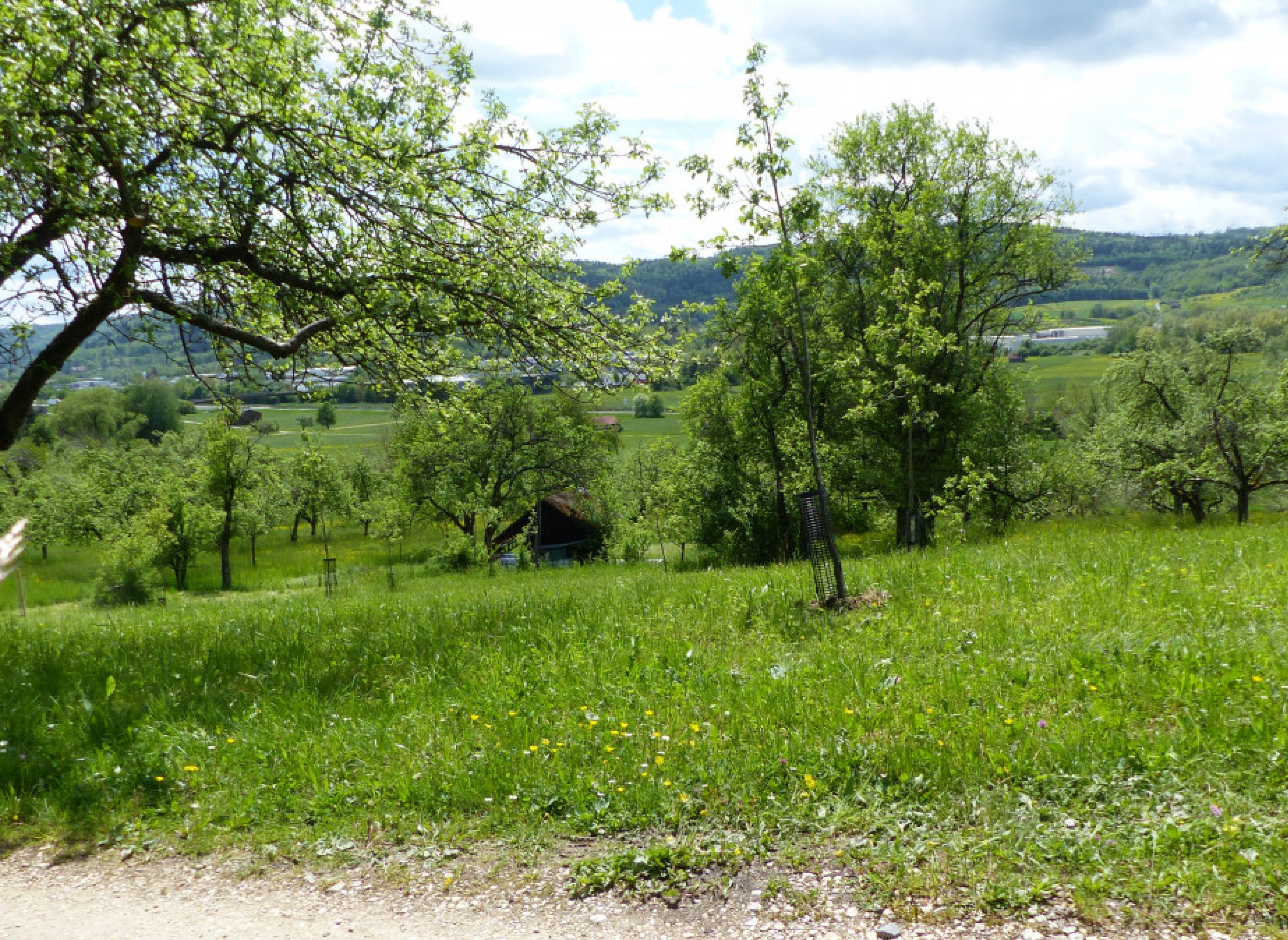 Bio Streuobstwiese Urbach