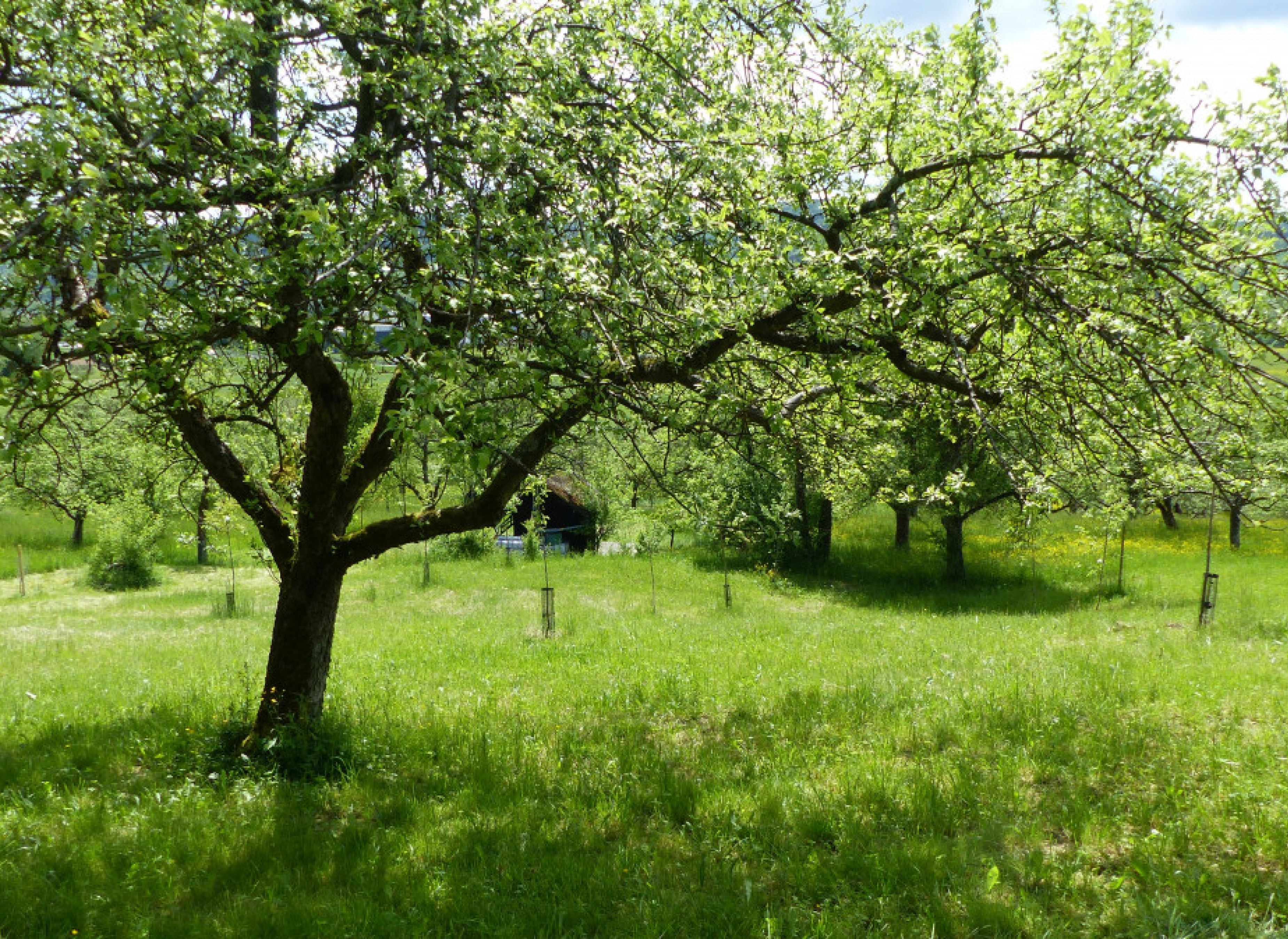Bio Streuobstwiese Urbach — Photo 2