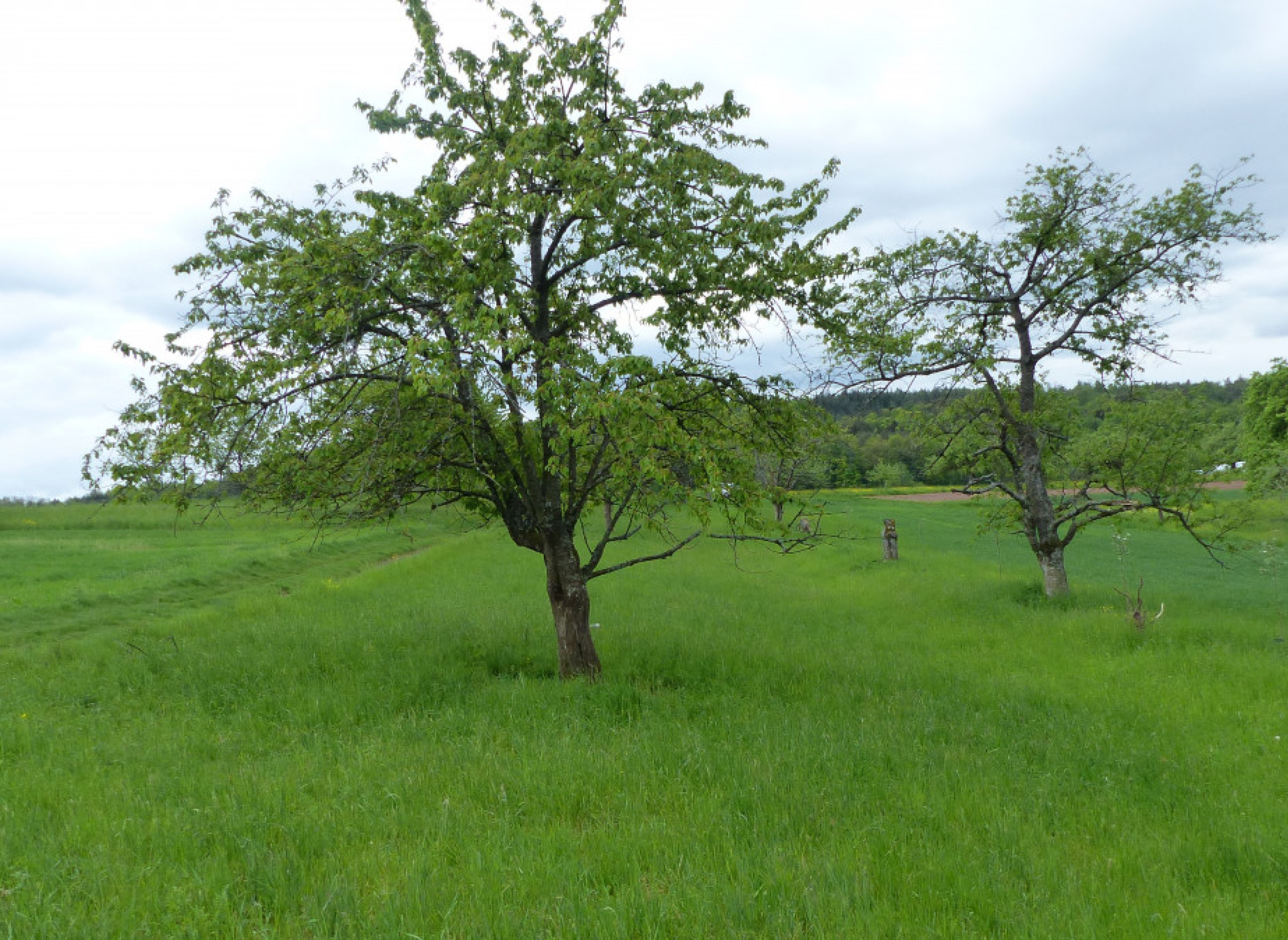 Bio Streuobstwiese Berglener Höhe