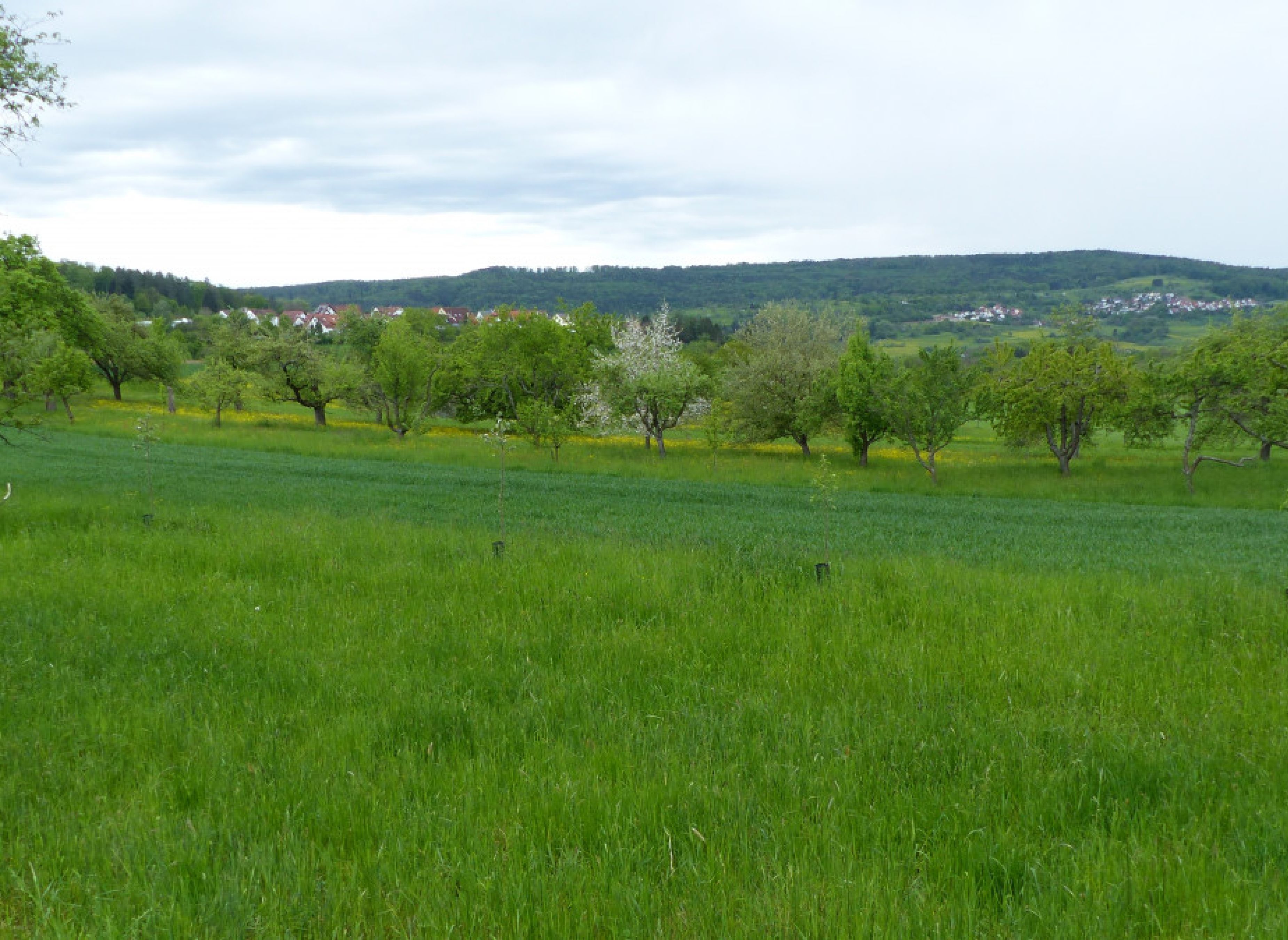 Bio Streuobstwiese Berglener Höhe — Photo 2