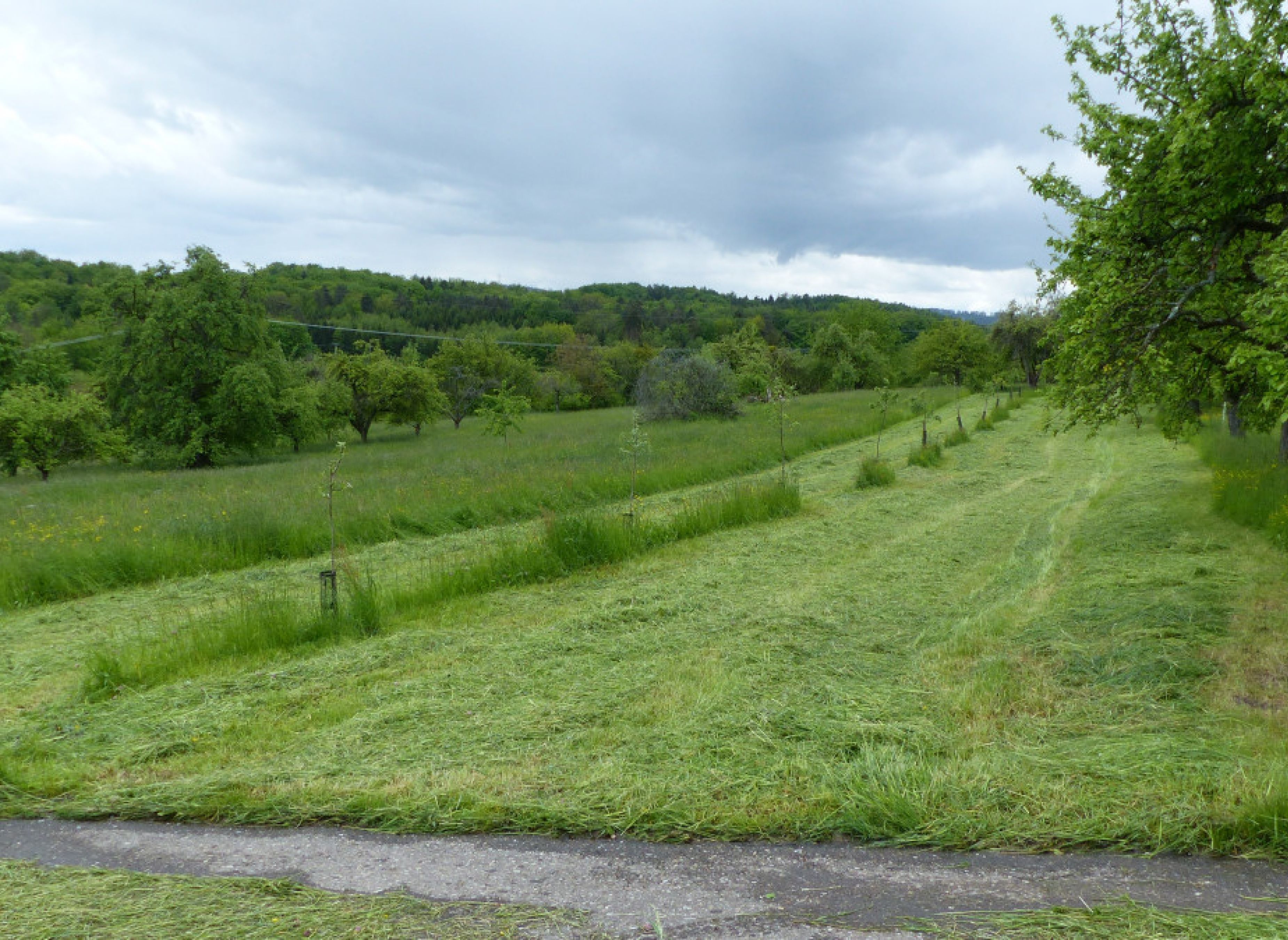 Bio Streuobstwiese Rudersberg