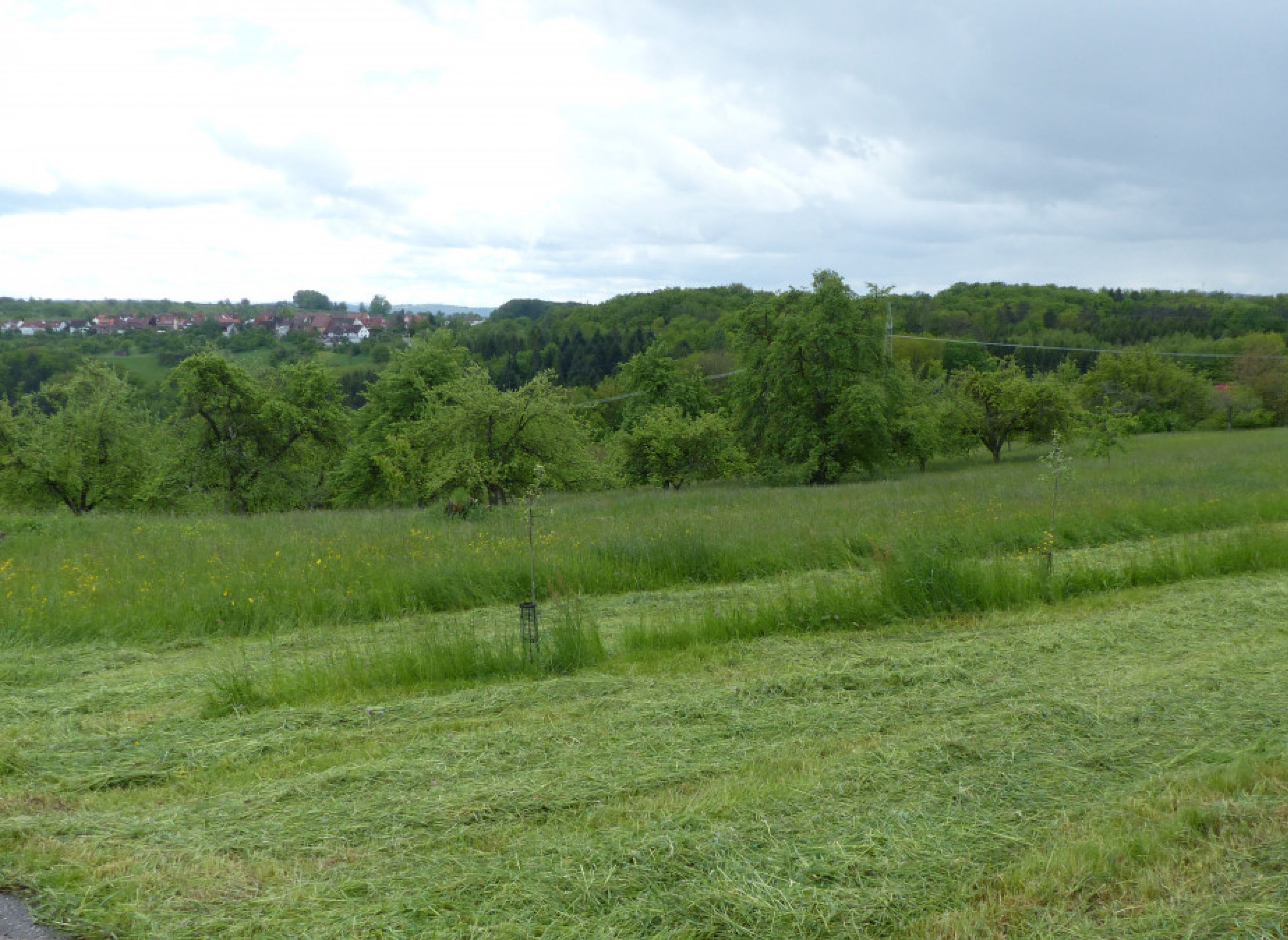Bio Streuobstwiese Rudersberg — Photo 2