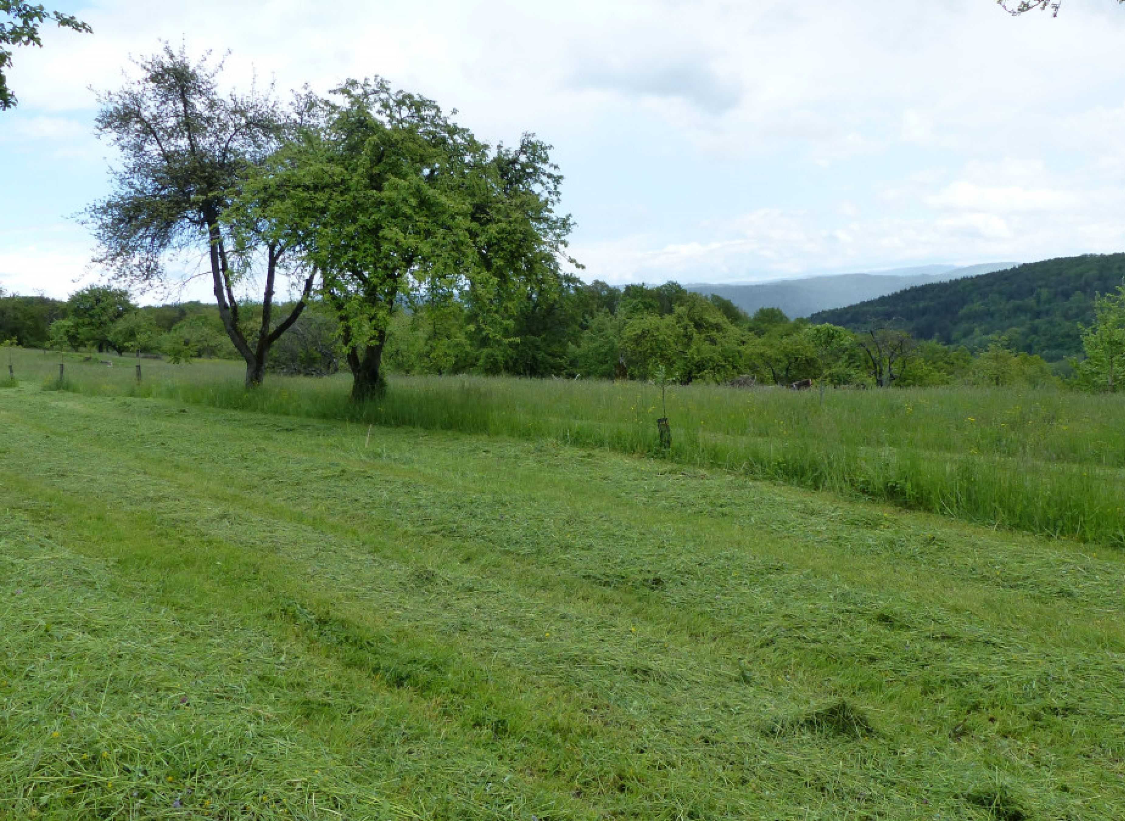 Bio Streuobstwiese Rudersberg — Photo 3