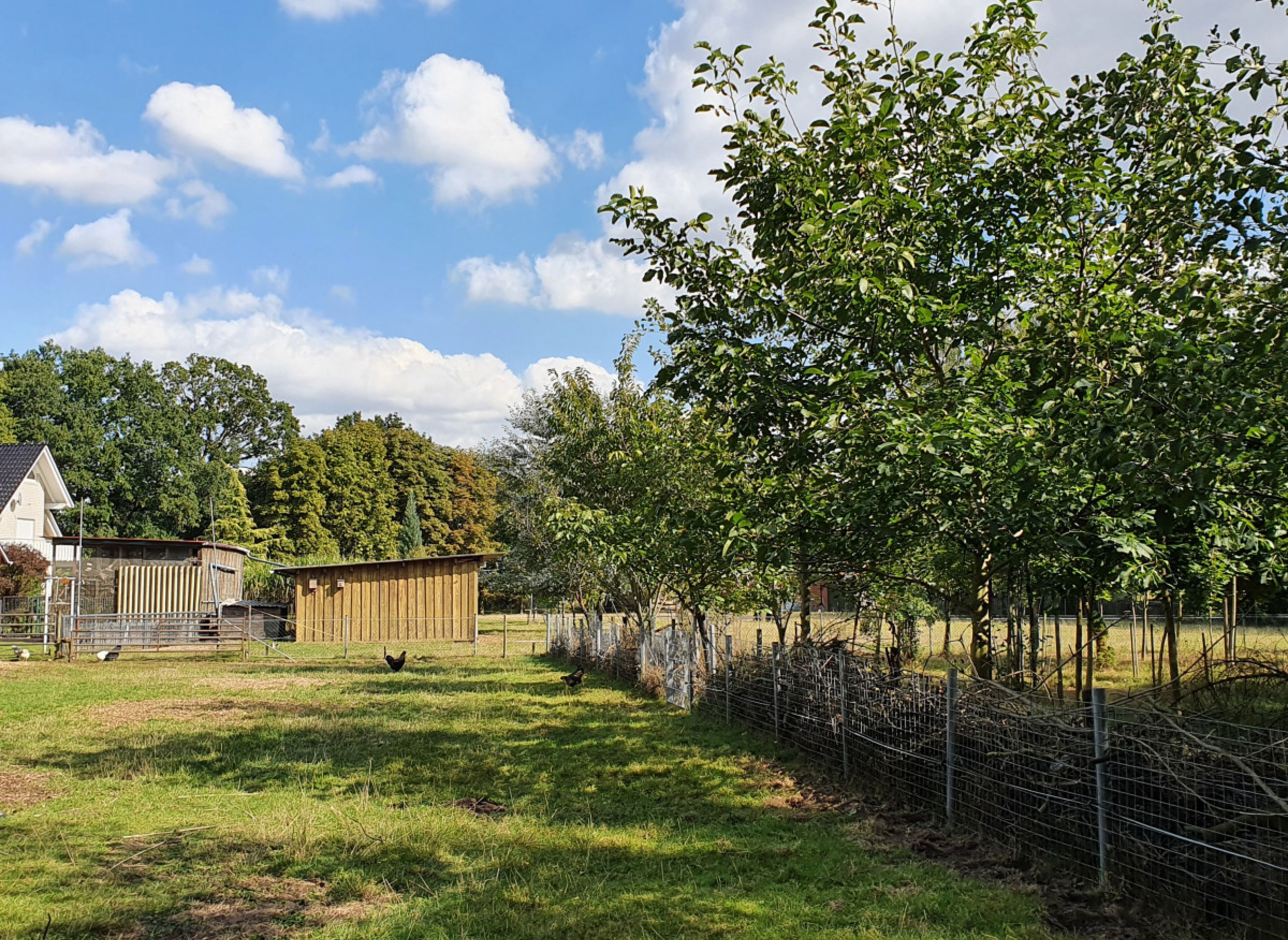 Entspannung und Ruhe zwischen Schafen