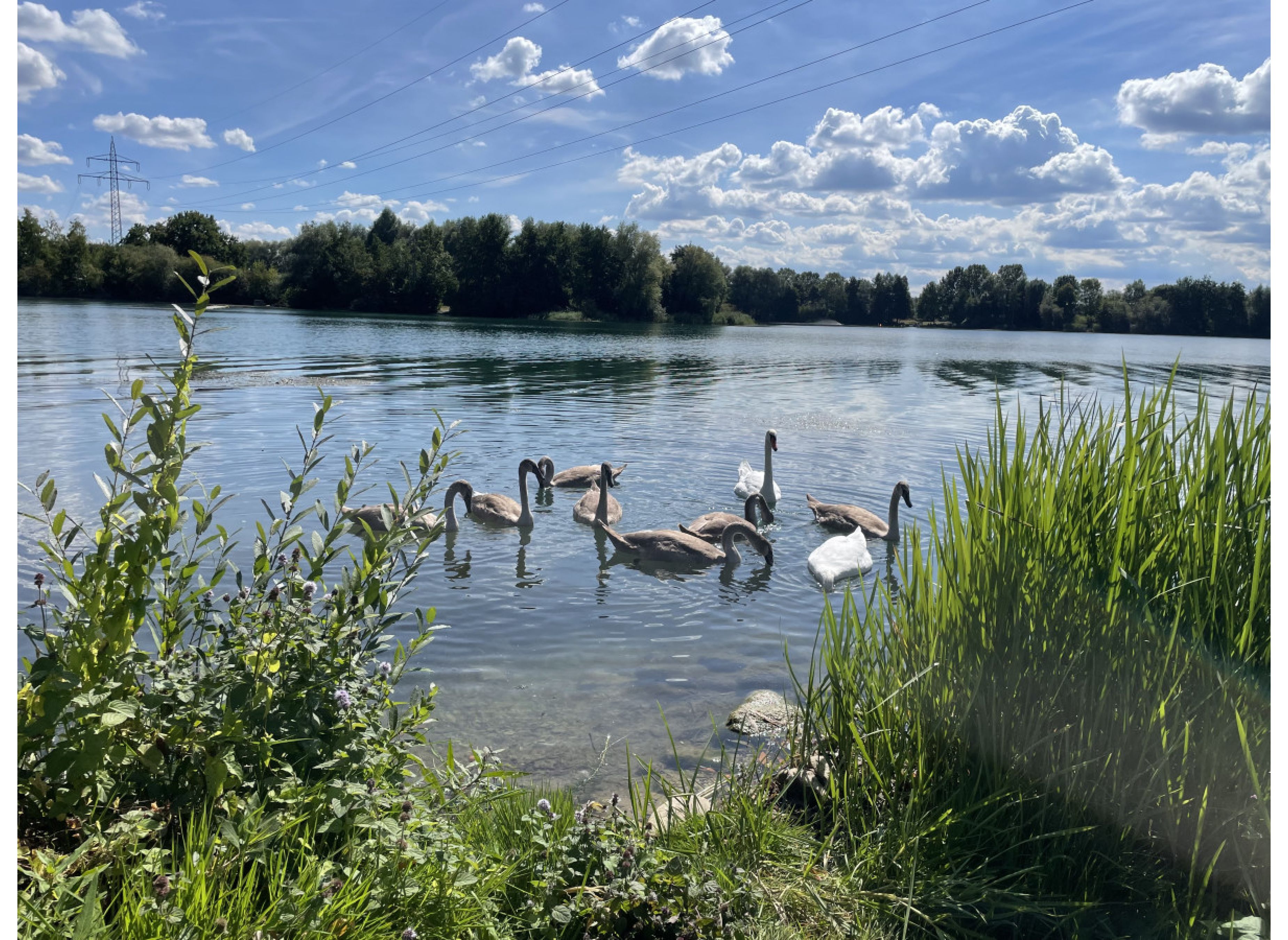 Wiese mit Seeblick #2