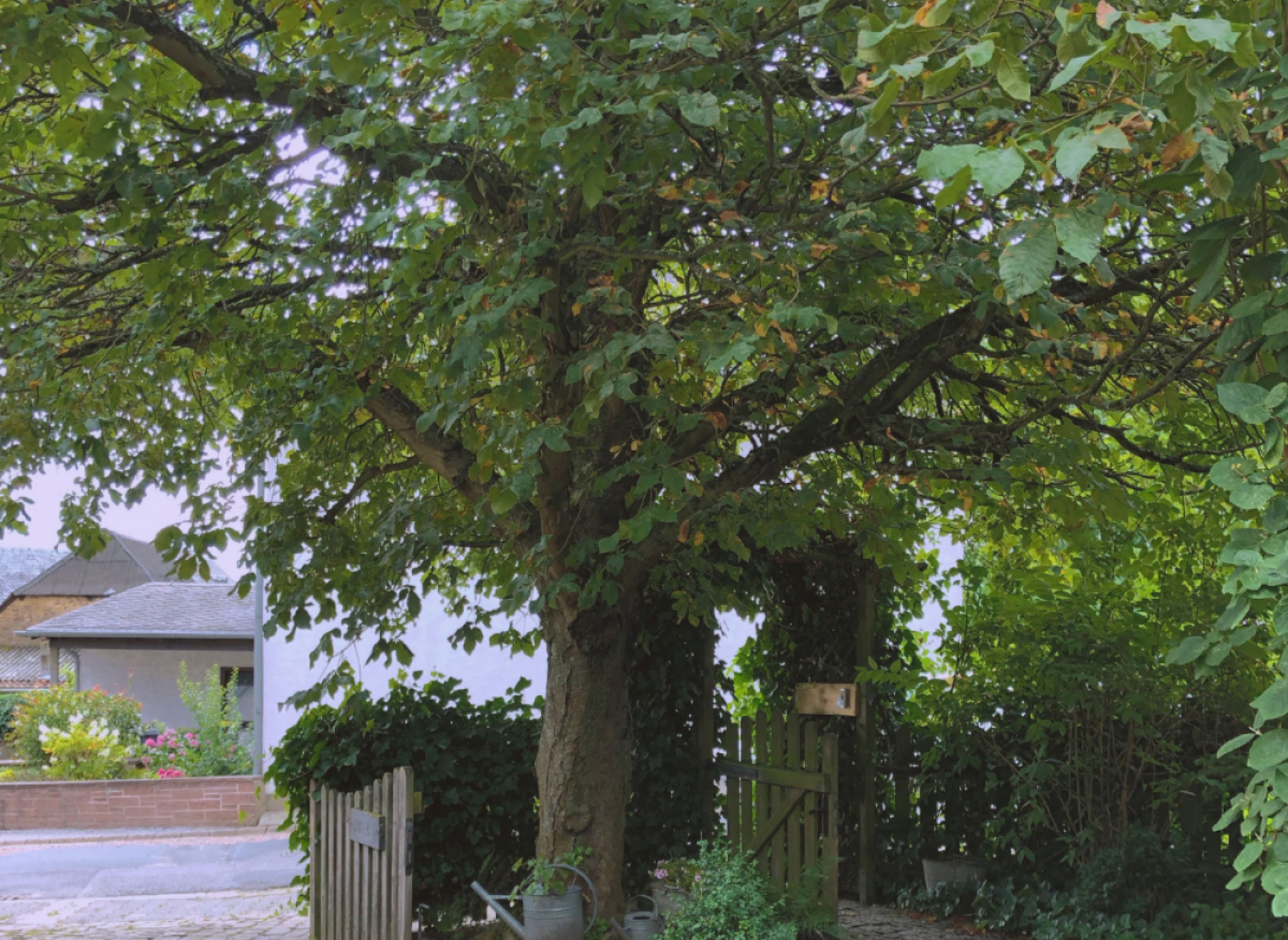 Alte Dorfschule - Unter dem Kastanienbaum — Photo 3