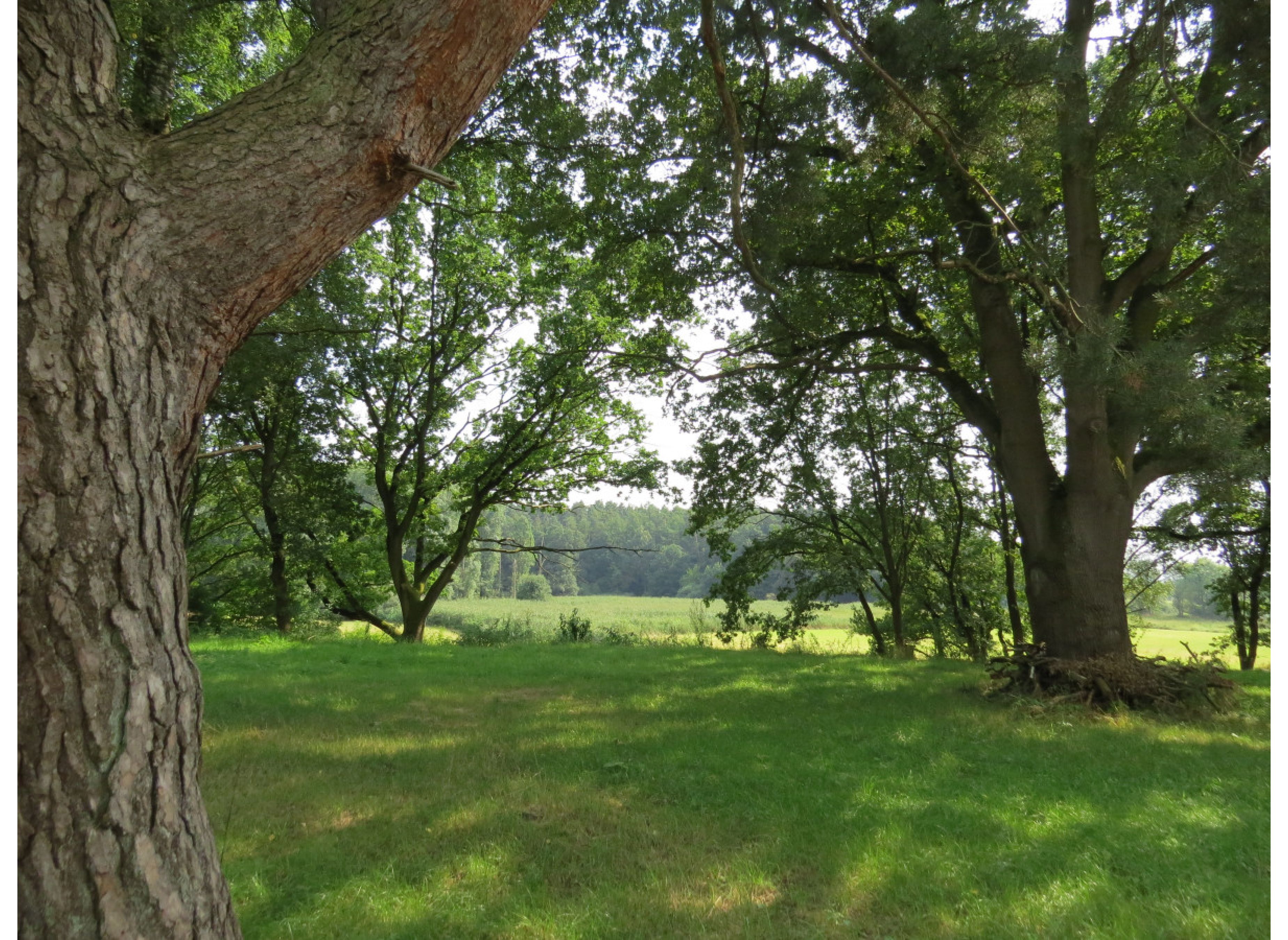 An der alten Ziegelei - Zwischen Wald und Auwiesen der Leine #2