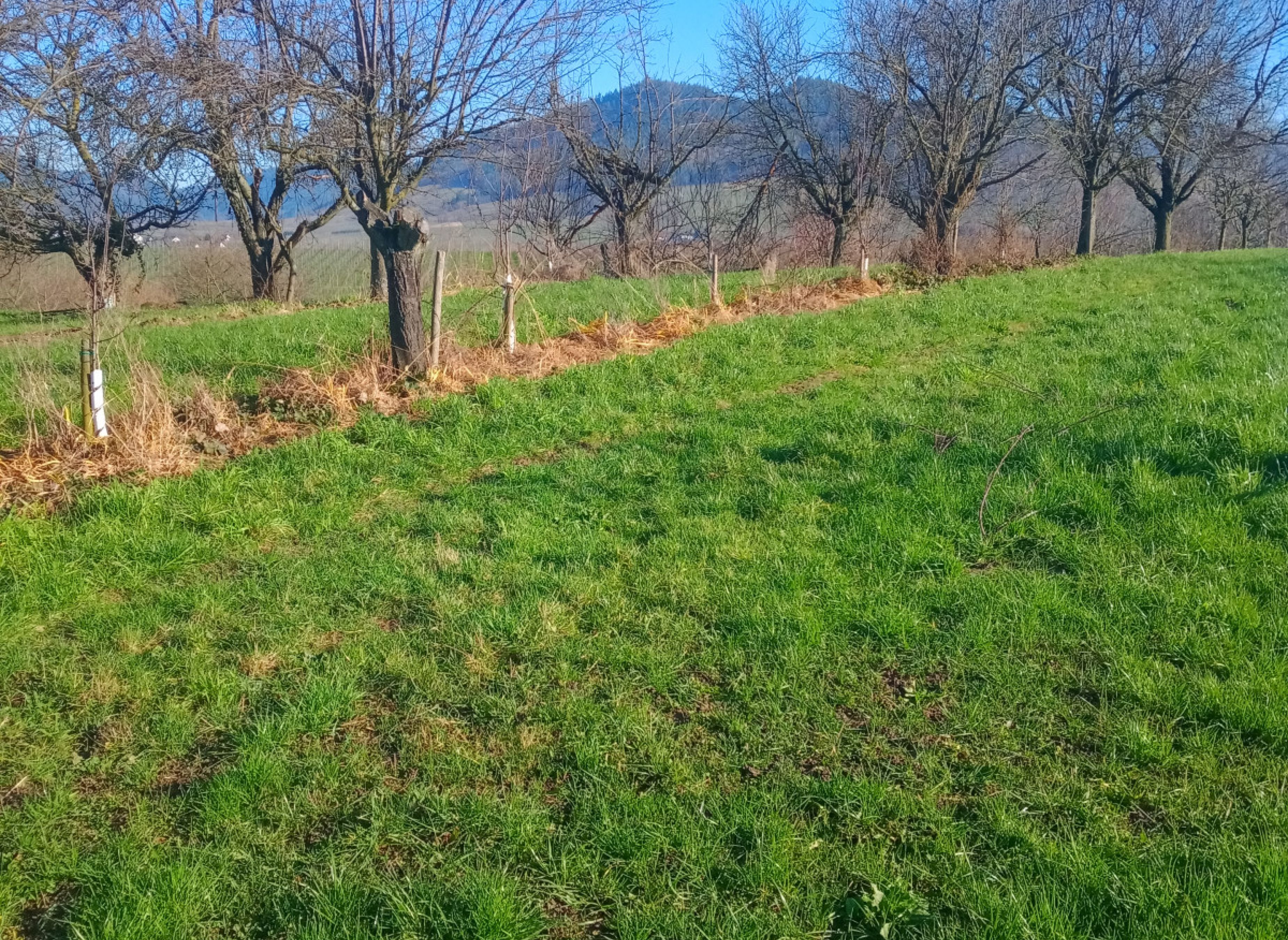 Einzelstellplatz " Am Aussichtsturm"