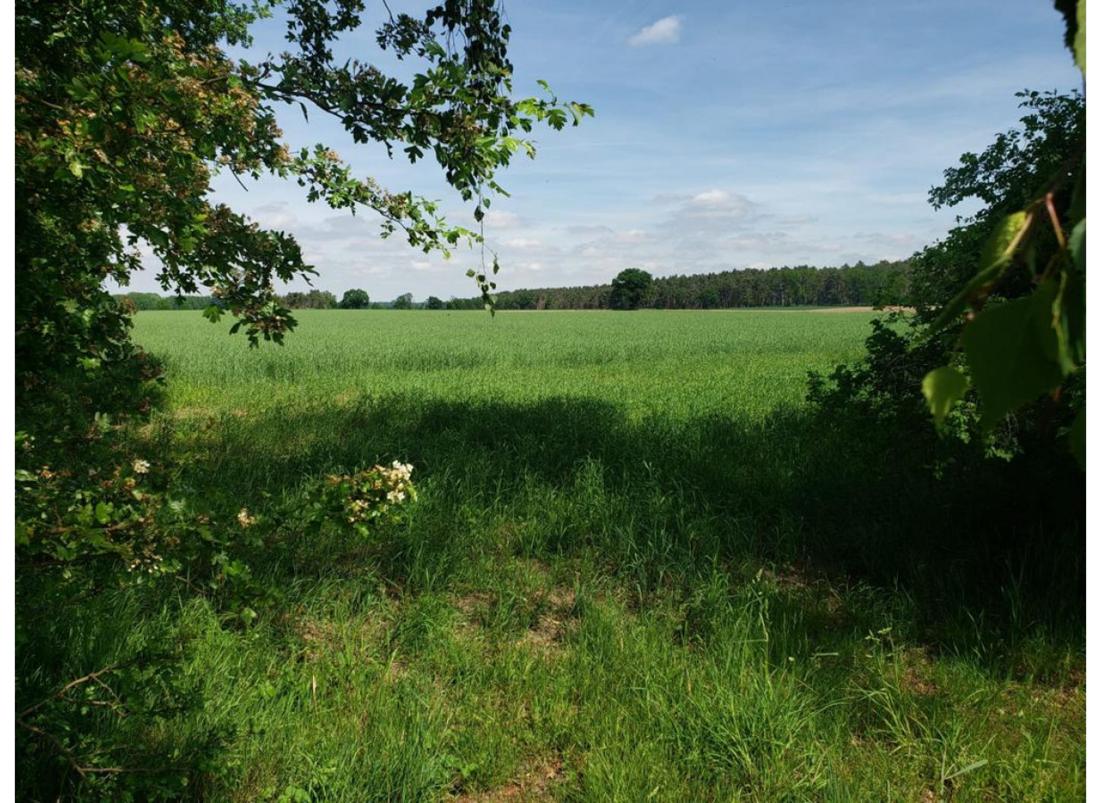 Einzelstellplatz in Waldnähe in der Feldmark