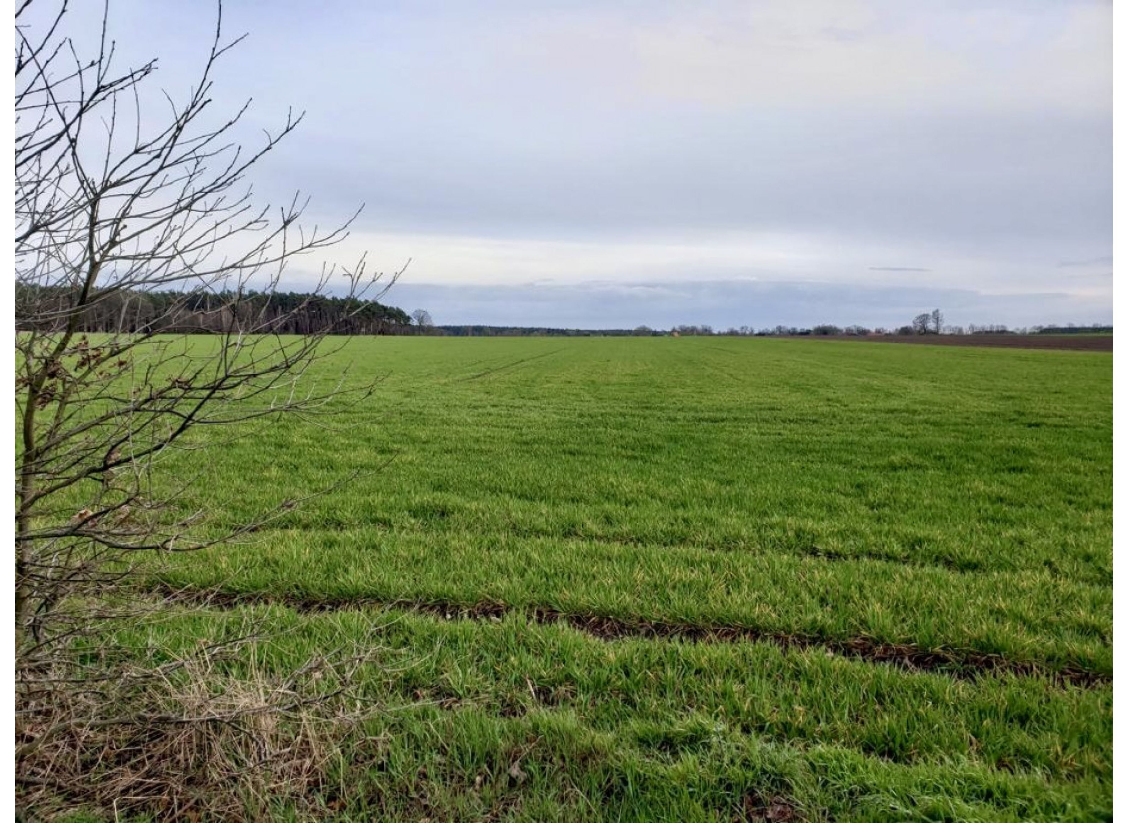 Einzelstellplatz in Waldnähe in der Feldmark — Photo 3