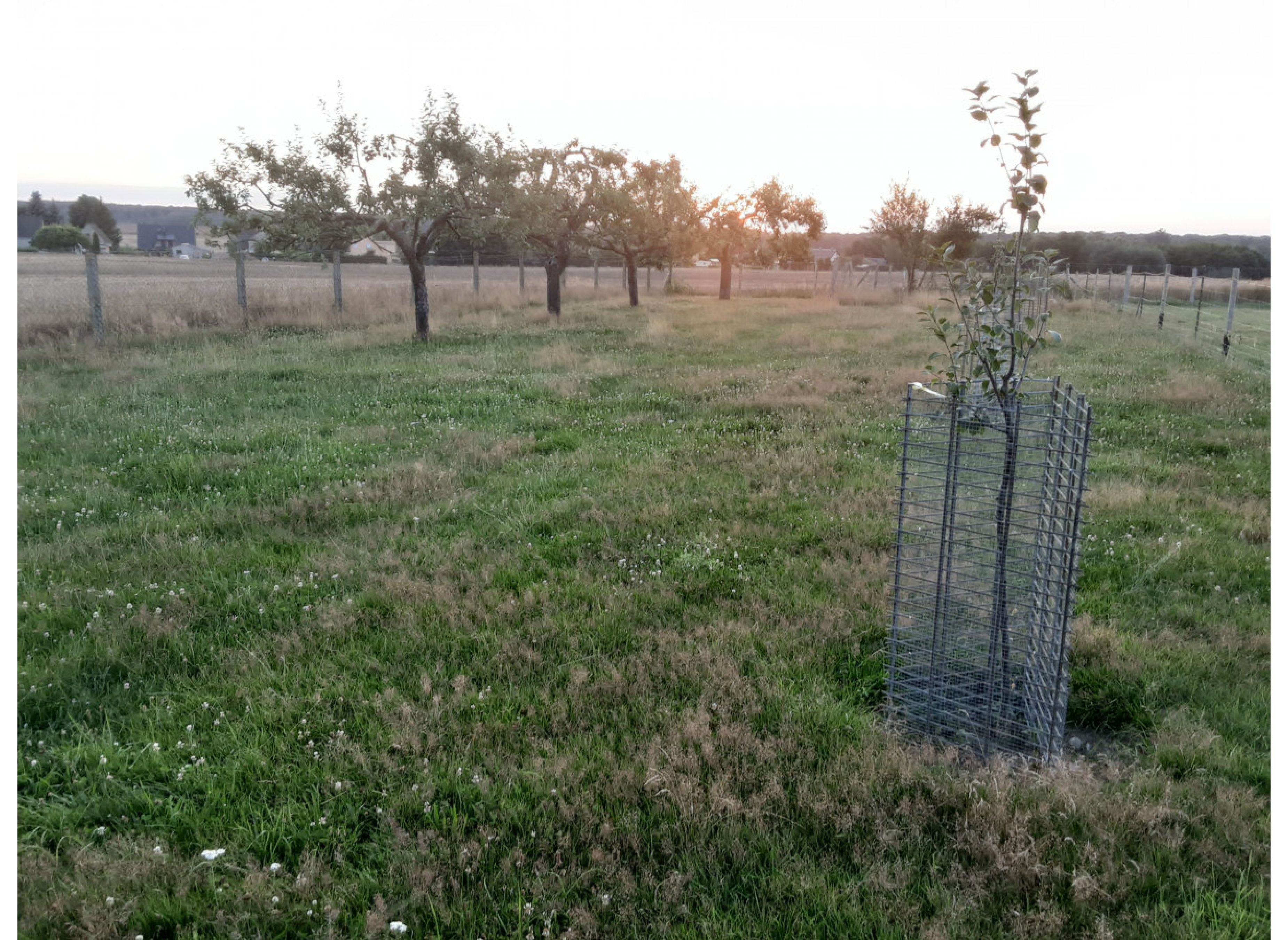 Ruhe und Entspannung am Rande der Feldberger Seenlandschaft — Photo 3