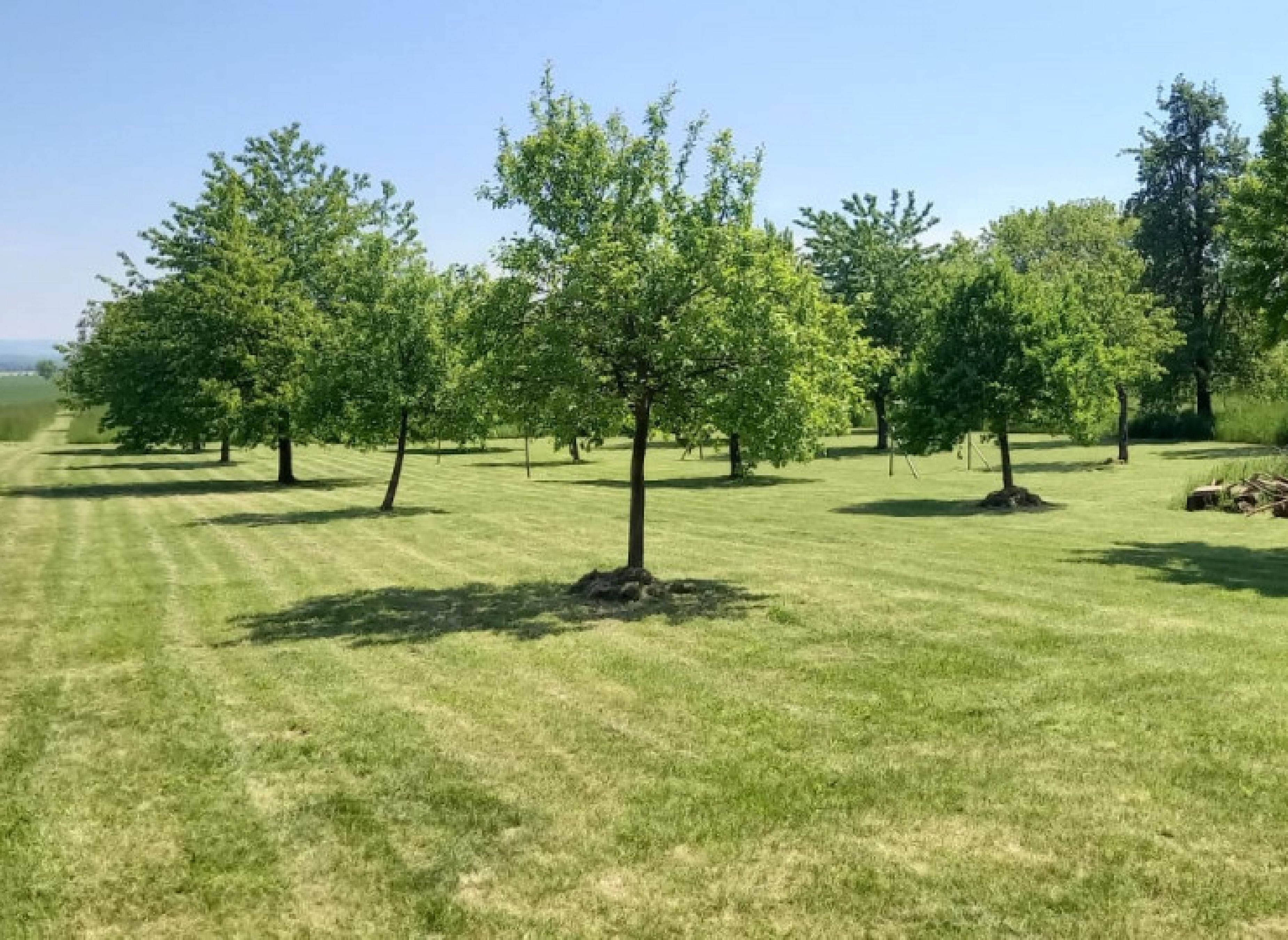 Camping auf der Obstplantage