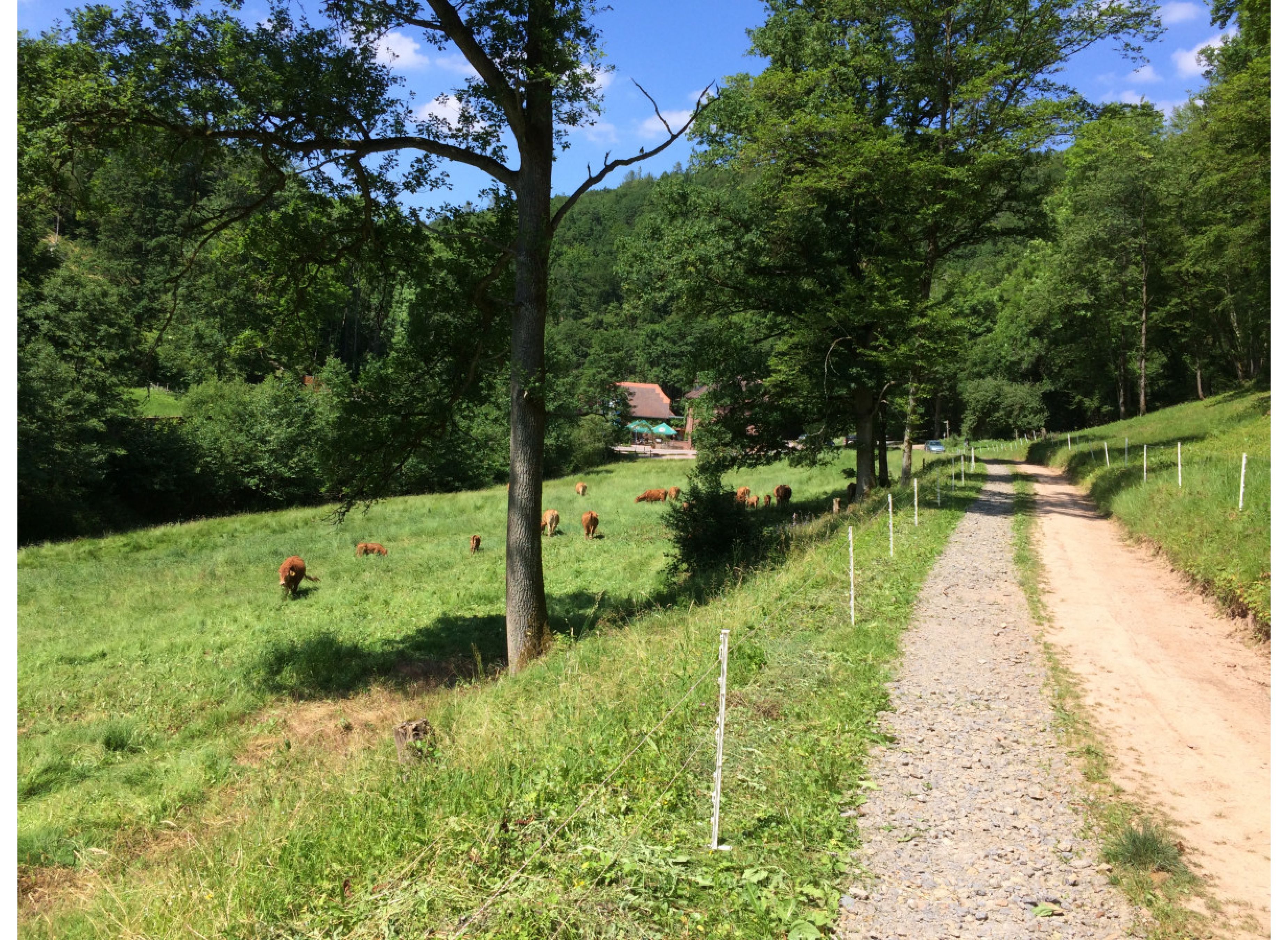 Ruhige Streuobstwiese am fränkischem Marienweg — Photo 3