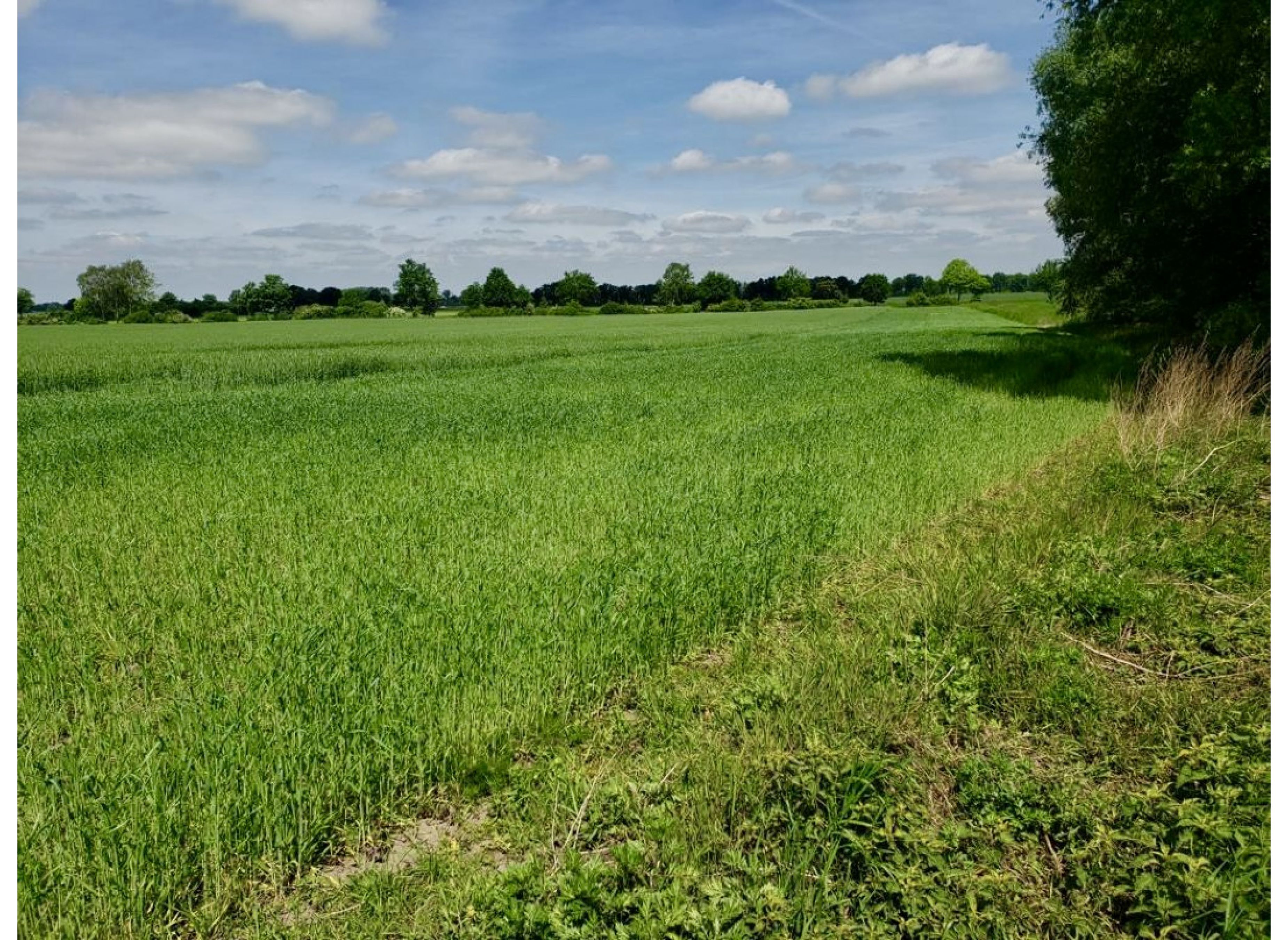 ruhiger Einzelstellplatz zwischen Feldern, Wiesen und Weiden — Photo 2