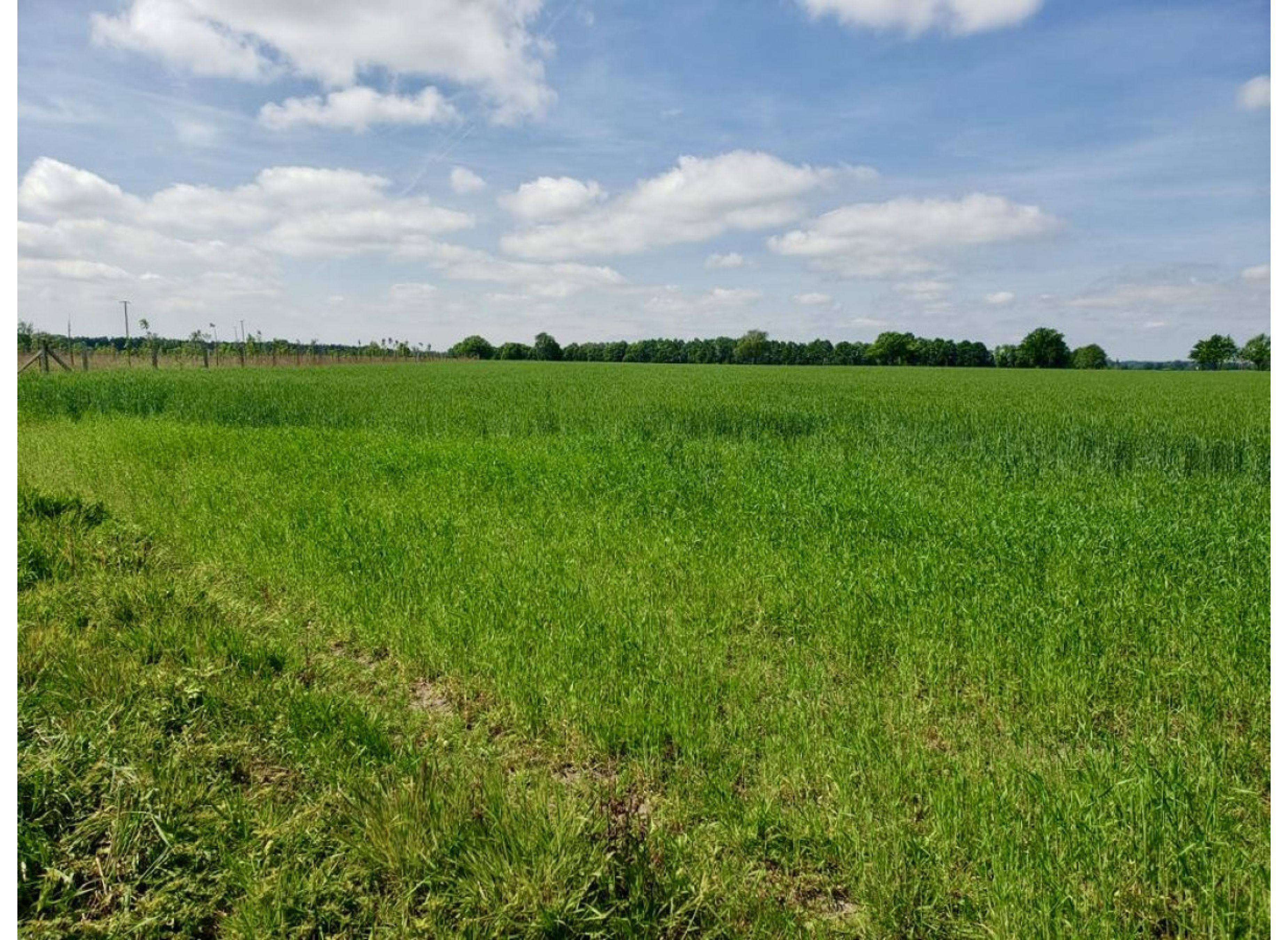 ruhiger Einzelstellplatz zwischen Feldern, Wiesen und Weiden — Photo 3