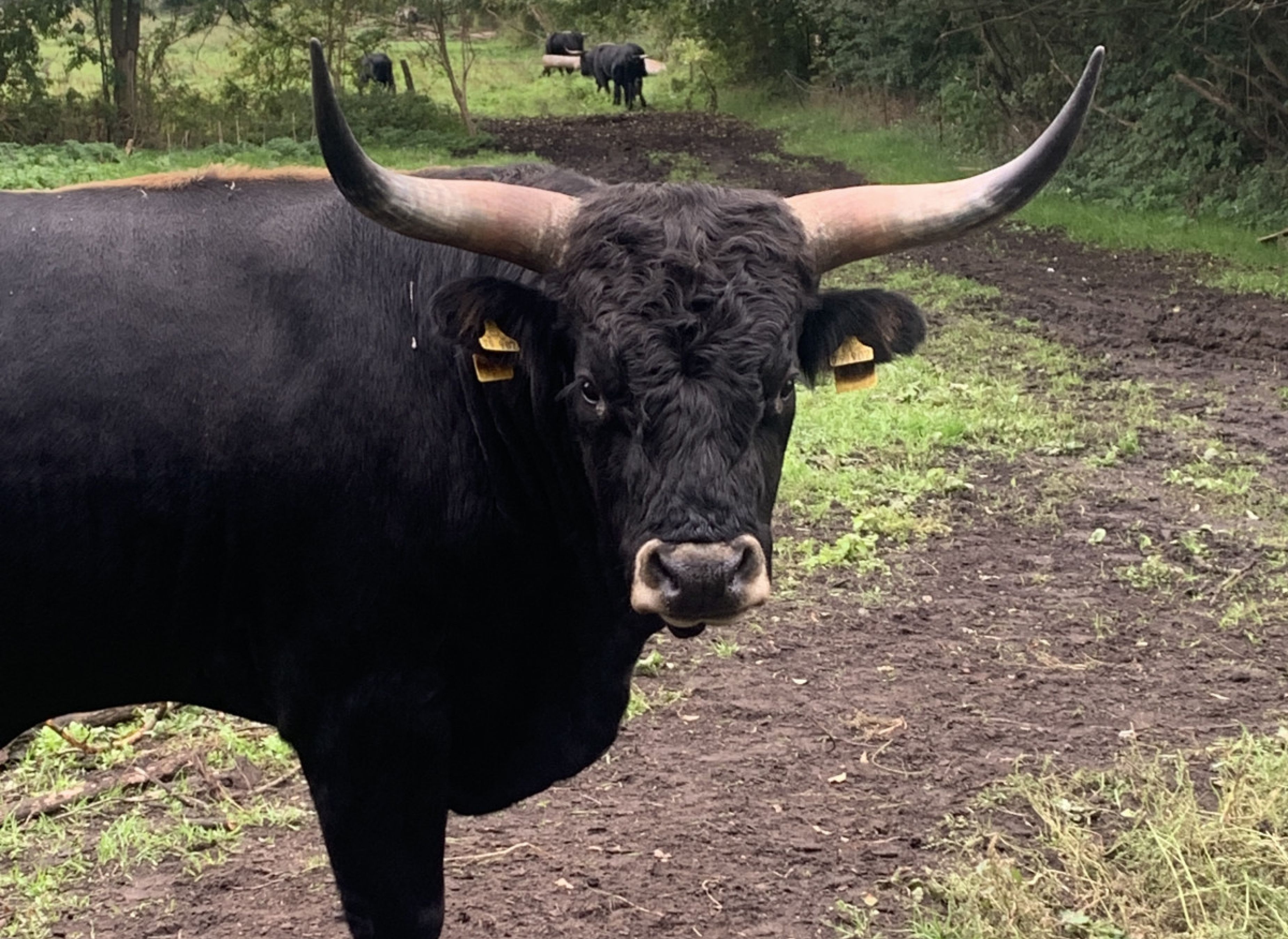 Naturbauernhof mit Auerochsen und Gangpferden