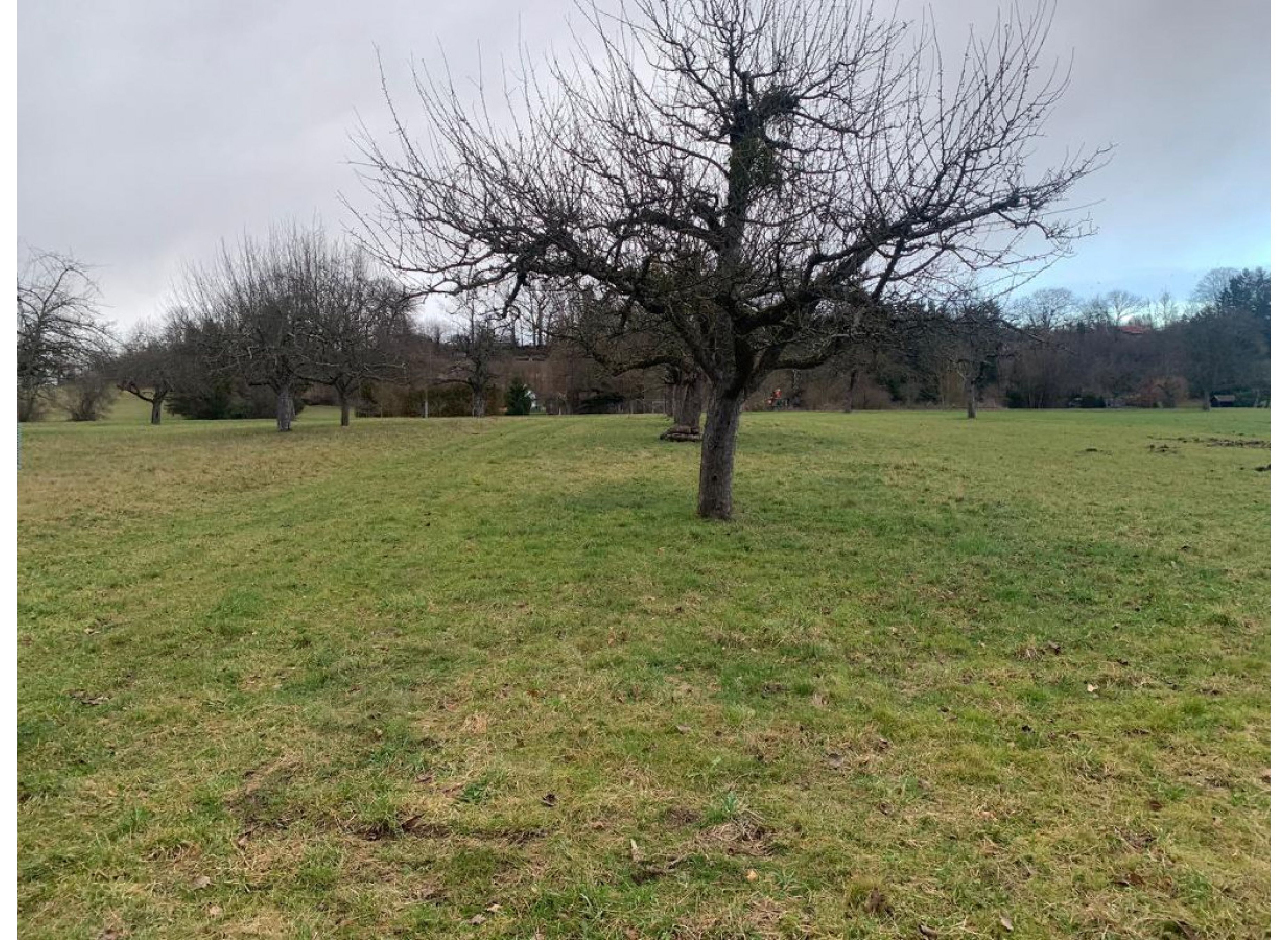 Obstwiese im Breitenbachtal — Photo 3