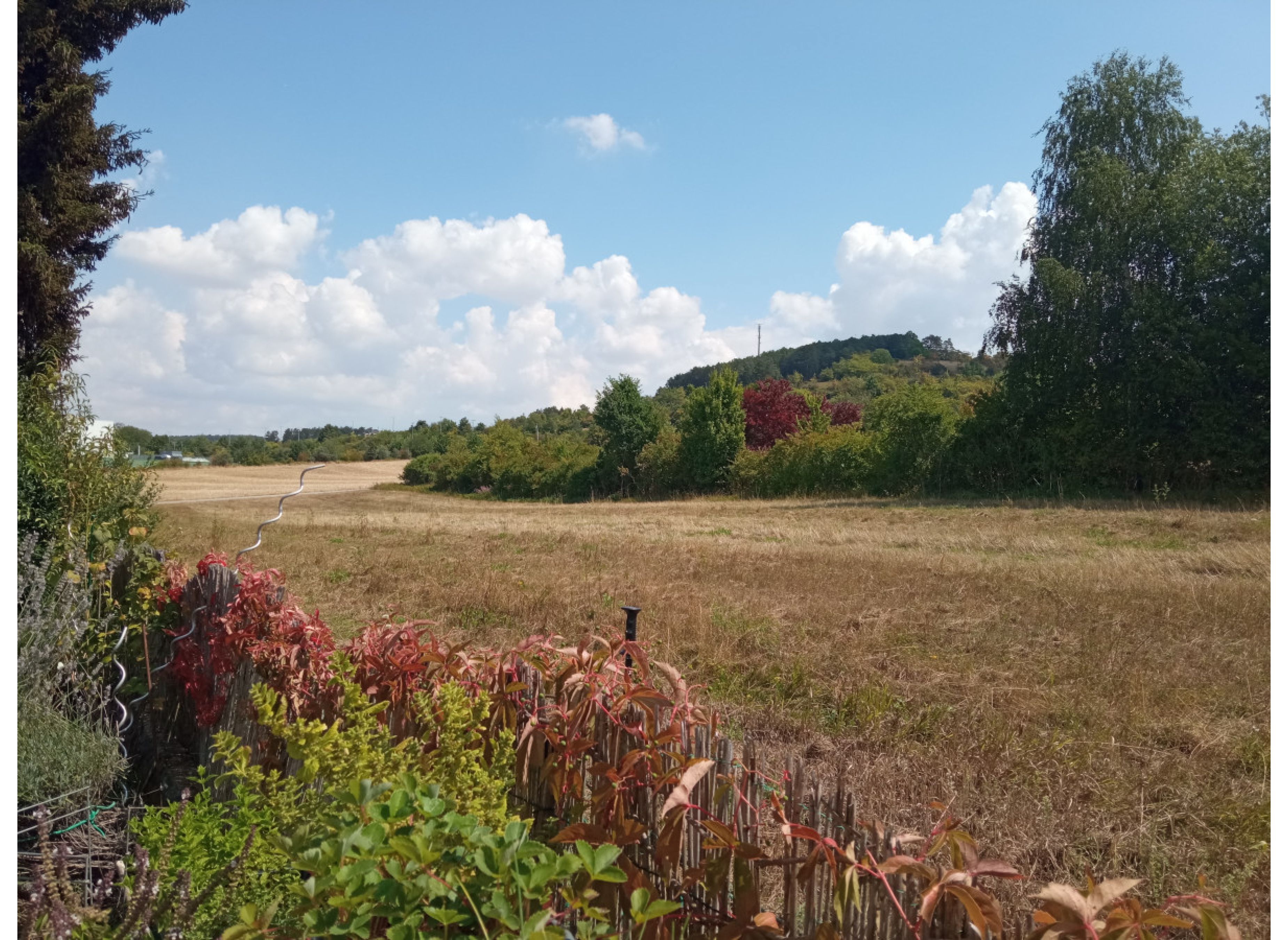 Einzelstellplatz Auge-in-Auge mit Rehwild — Photo 3