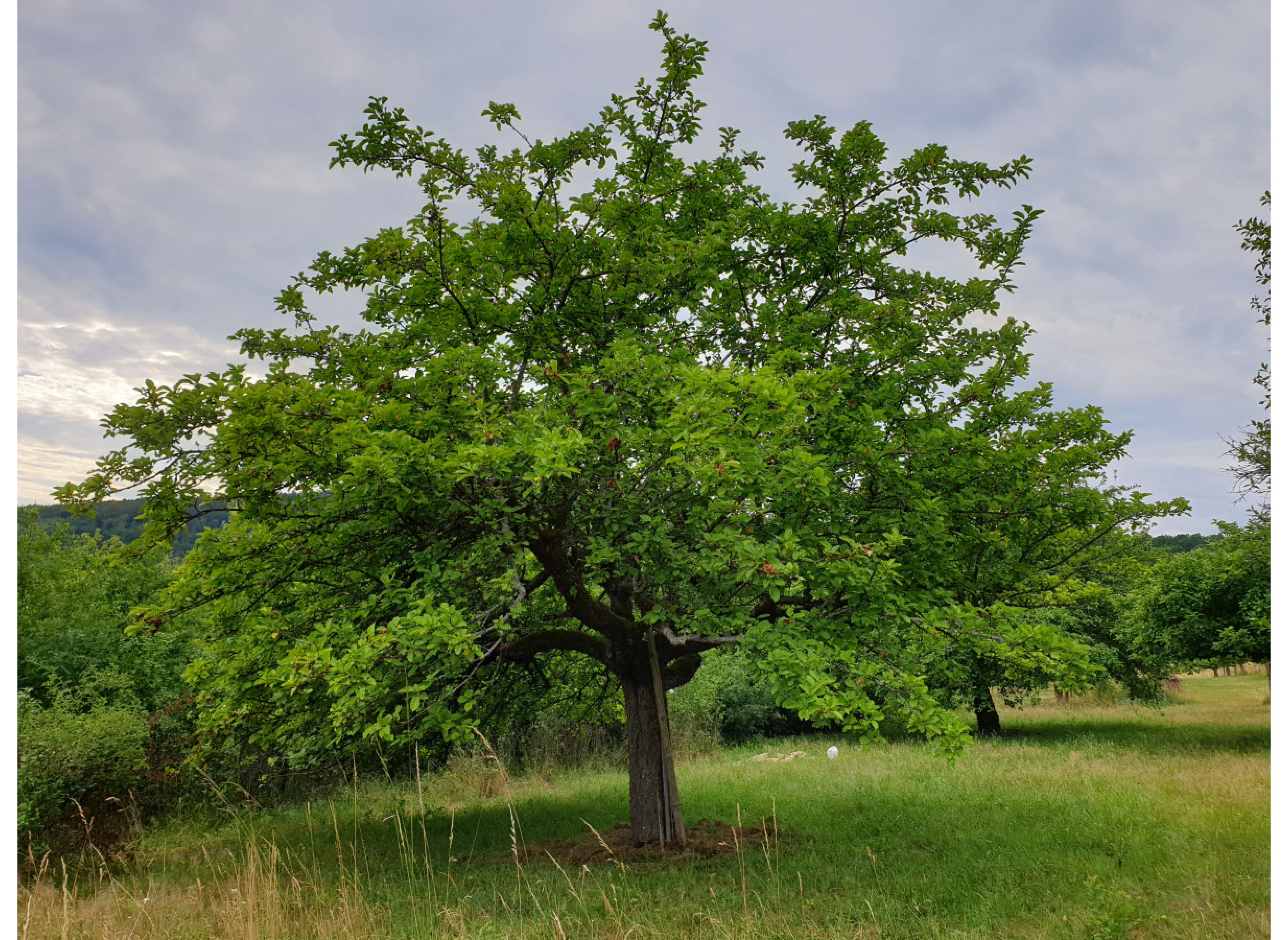Bio-Baumland im Spessart nahe der Drei-Flüsse-Stadt Gemünden