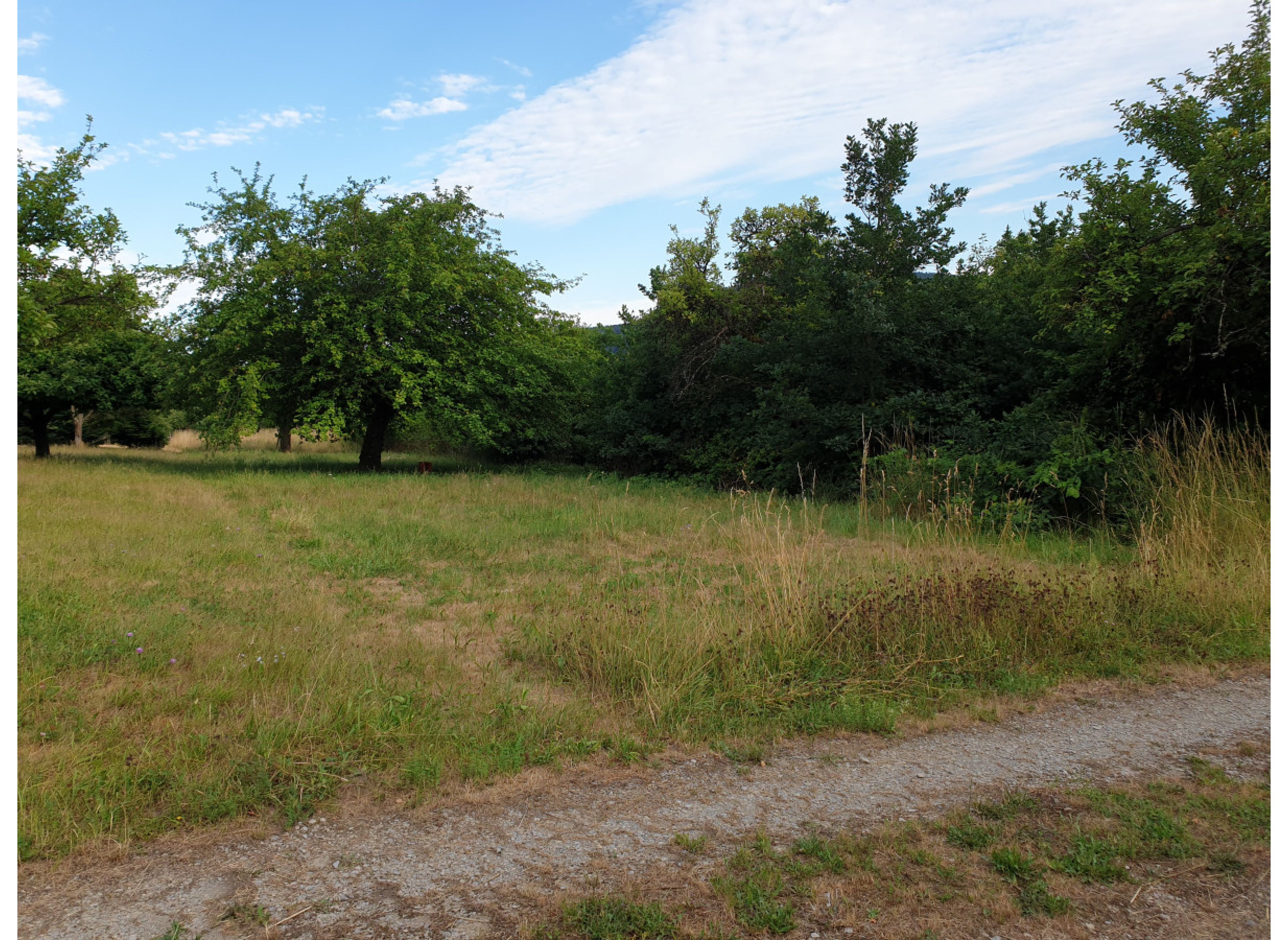 Bio-Baumland im Spessart nahe der Drei-Flüsse-Stadt Gemünden — Photo 2