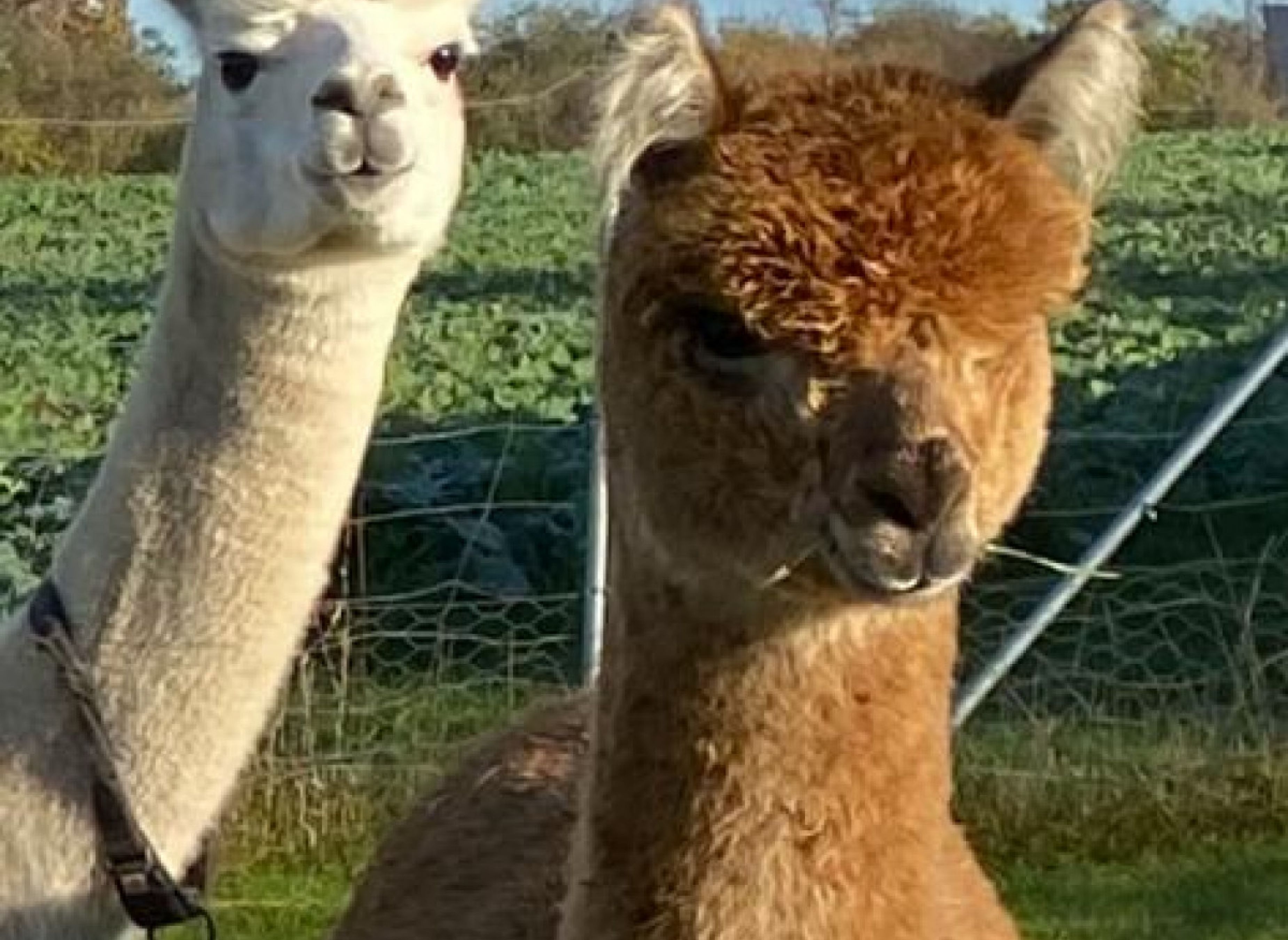 Alpakahof am Rieckensee #1