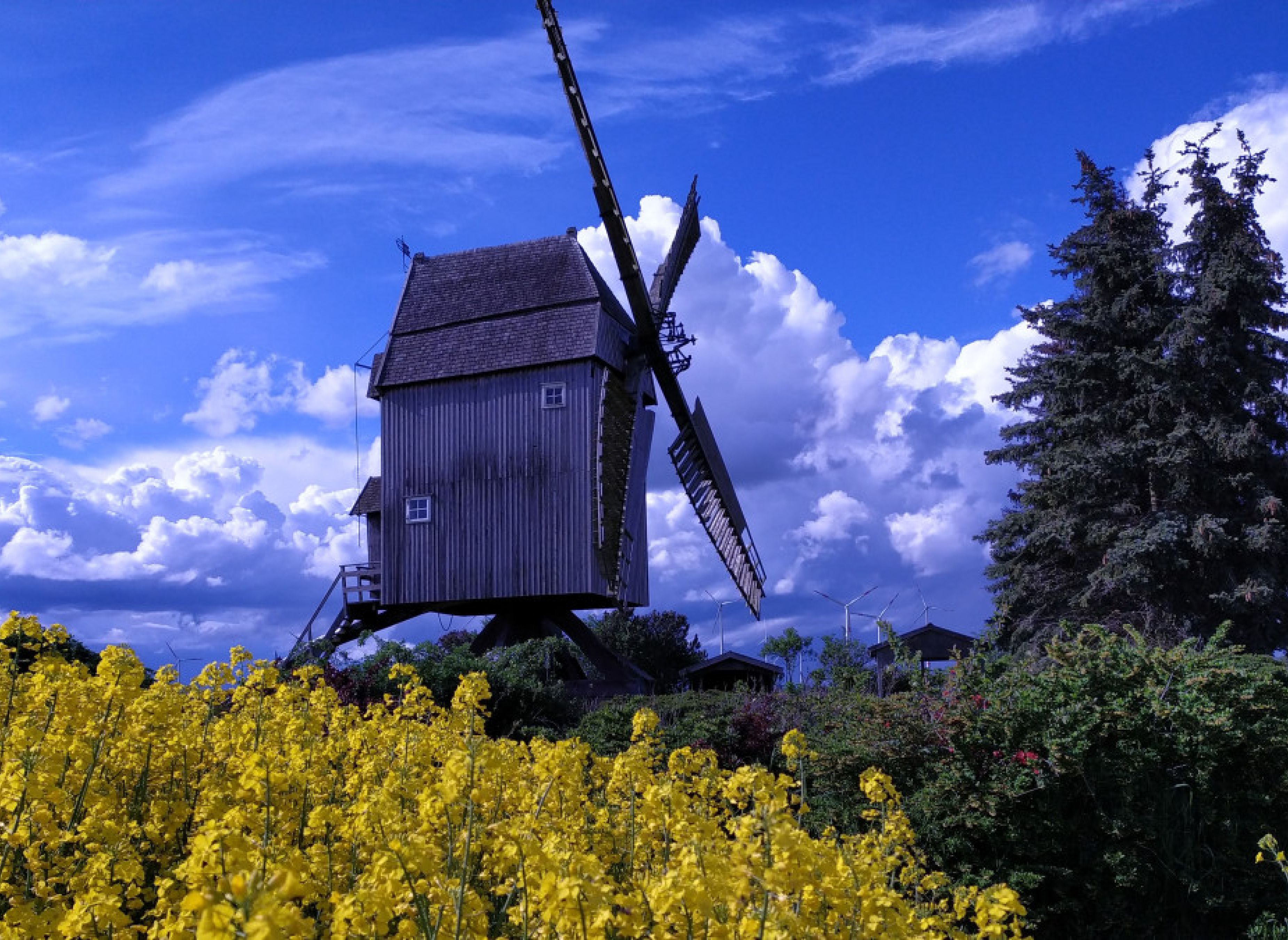 An der Bockwindmühle in Zierau — Photo 2