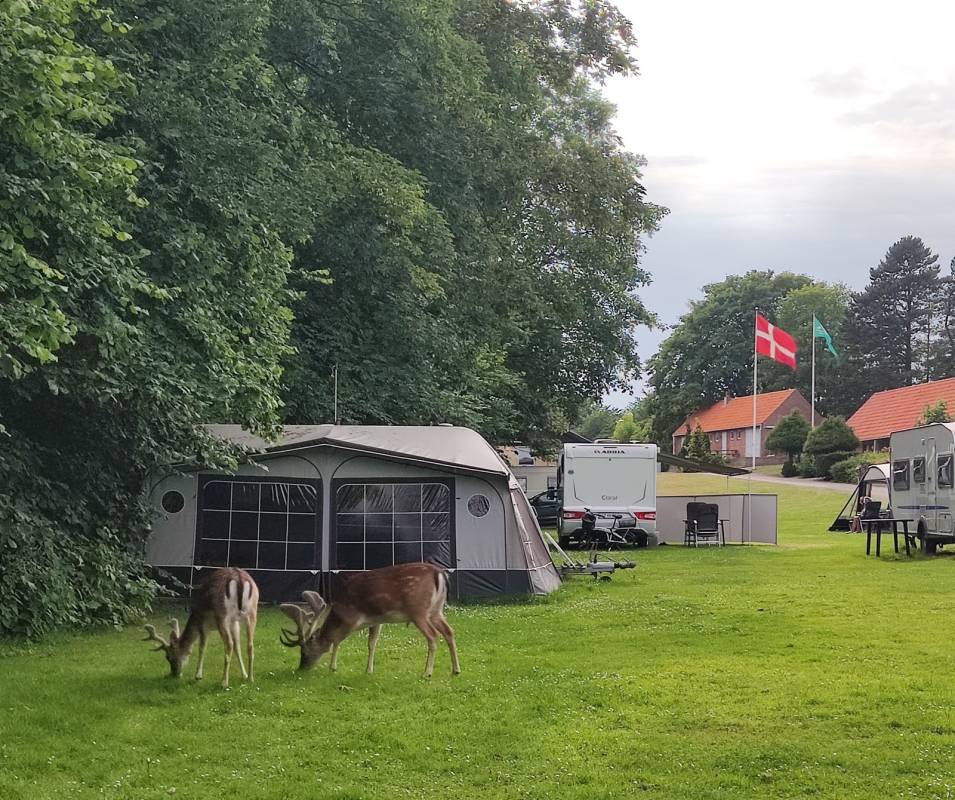 Veijle City Camping — Photo 5