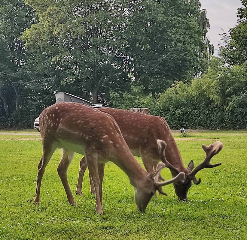 Veijle City Camping — Photo 2